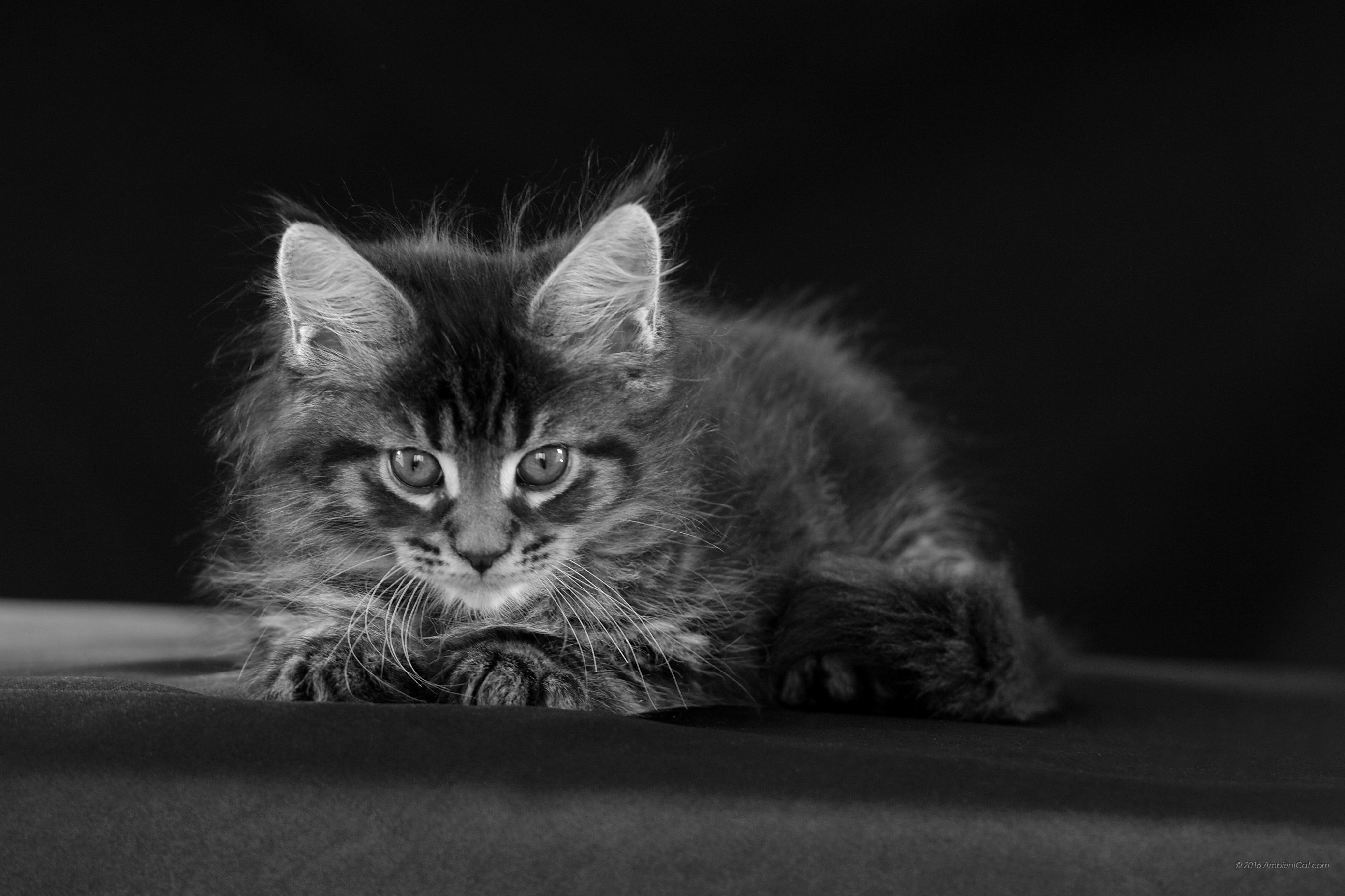 2736x1824 Black cat - Black and white - picture and wallpaper: Black and white  background photos