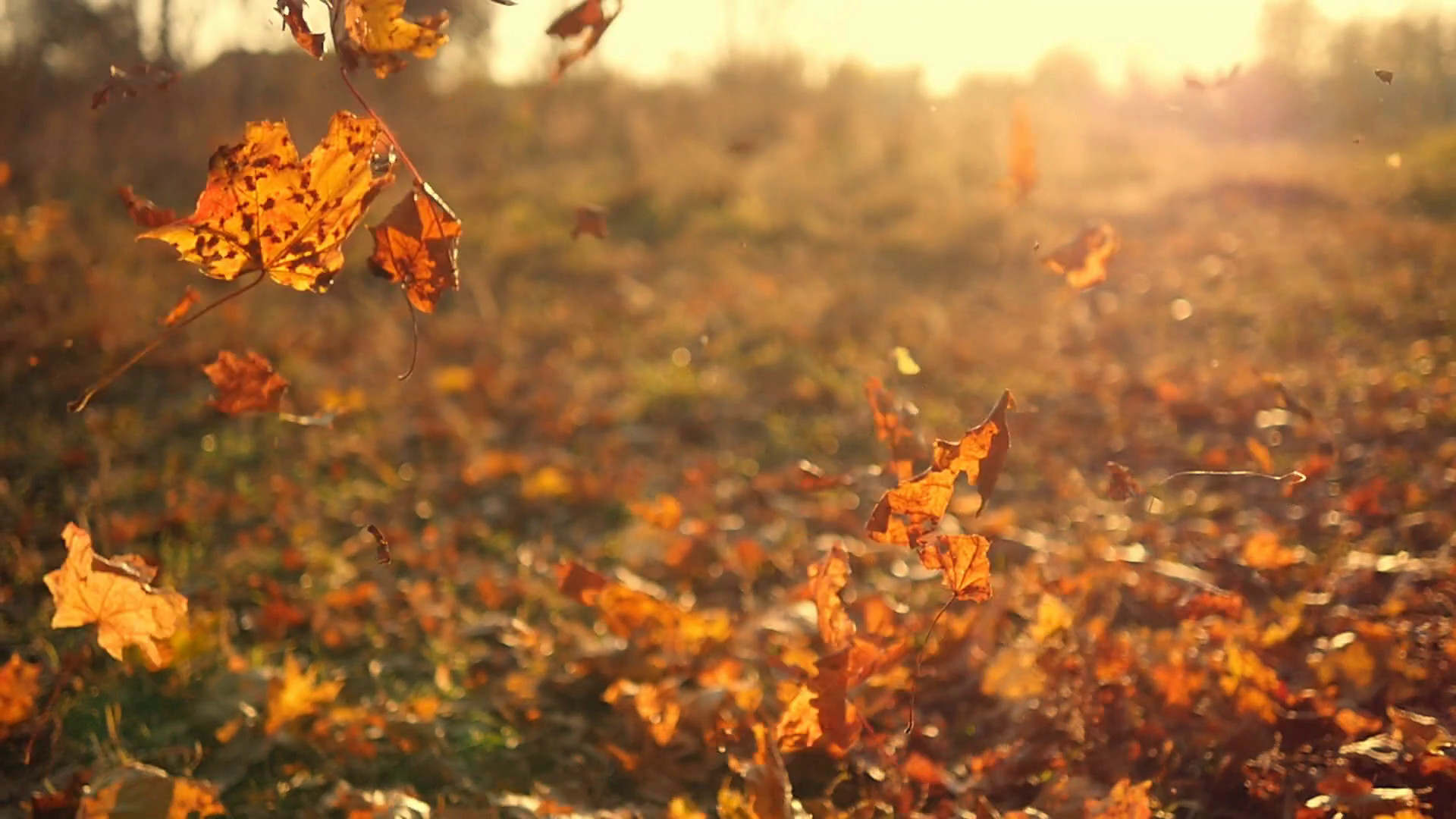 1920x1080 Autumn leaves falling in slow motion and sun shining through fall leaves.  Beautiful landscape background. Stock Video Footage - Storyblocks Video