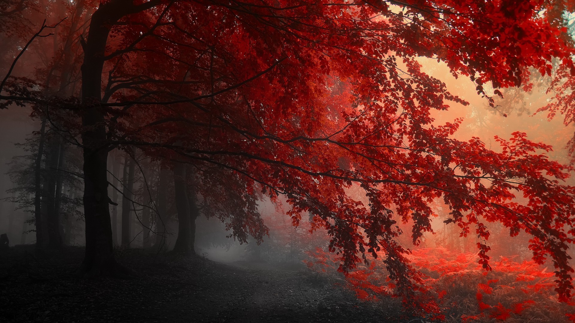 Red Scenery Wallpapers - Top Free Red Scenery Backgrounds - WallpaperAccess