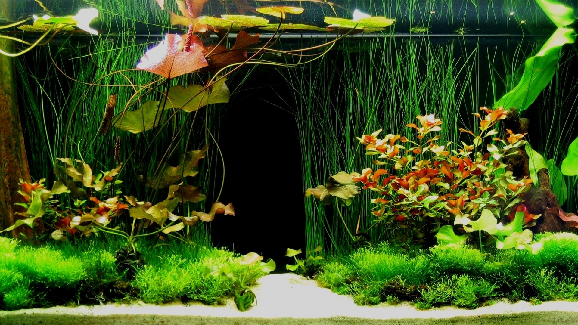 1920x1080 Fish Aquarium Desktop Background