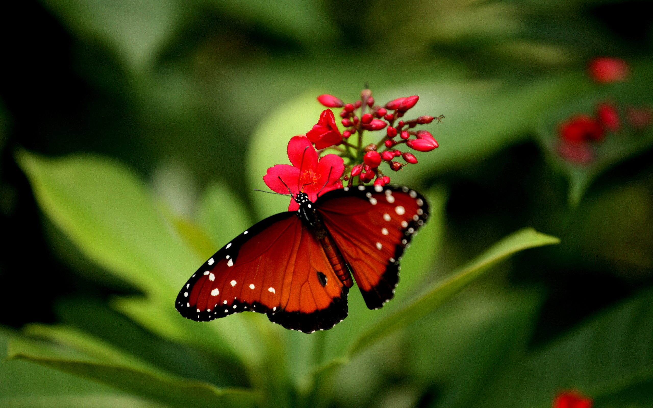 2560x1600 Beautiful Butterfly | Beautiful Butterfly | wallpapers55.com - Best  Wallpapers for PCs .
