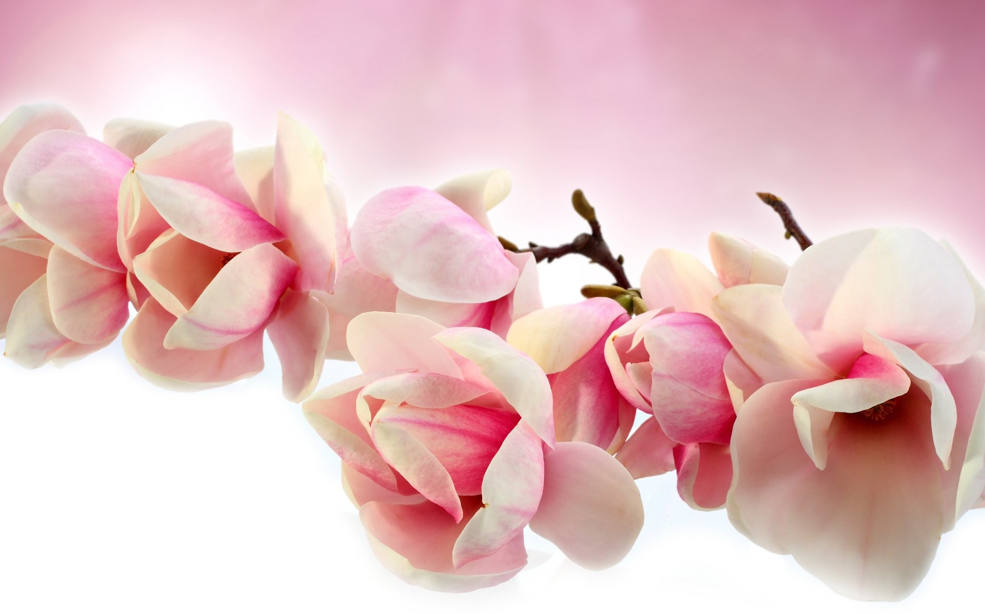 1920x1200 Magnolia Â· Pink Flower Â· Wallpapers ID:814131