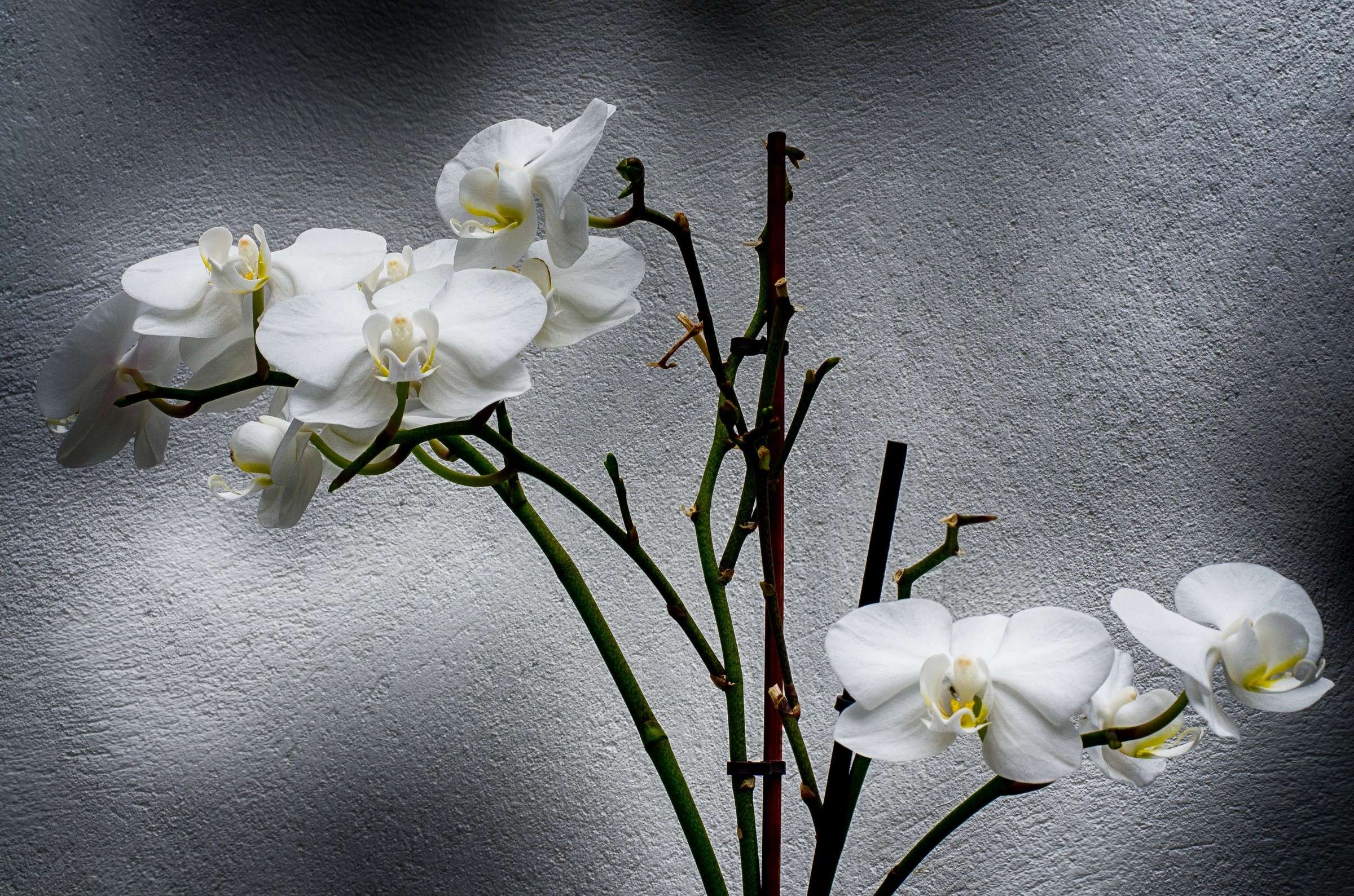2400x1589 White Orchid