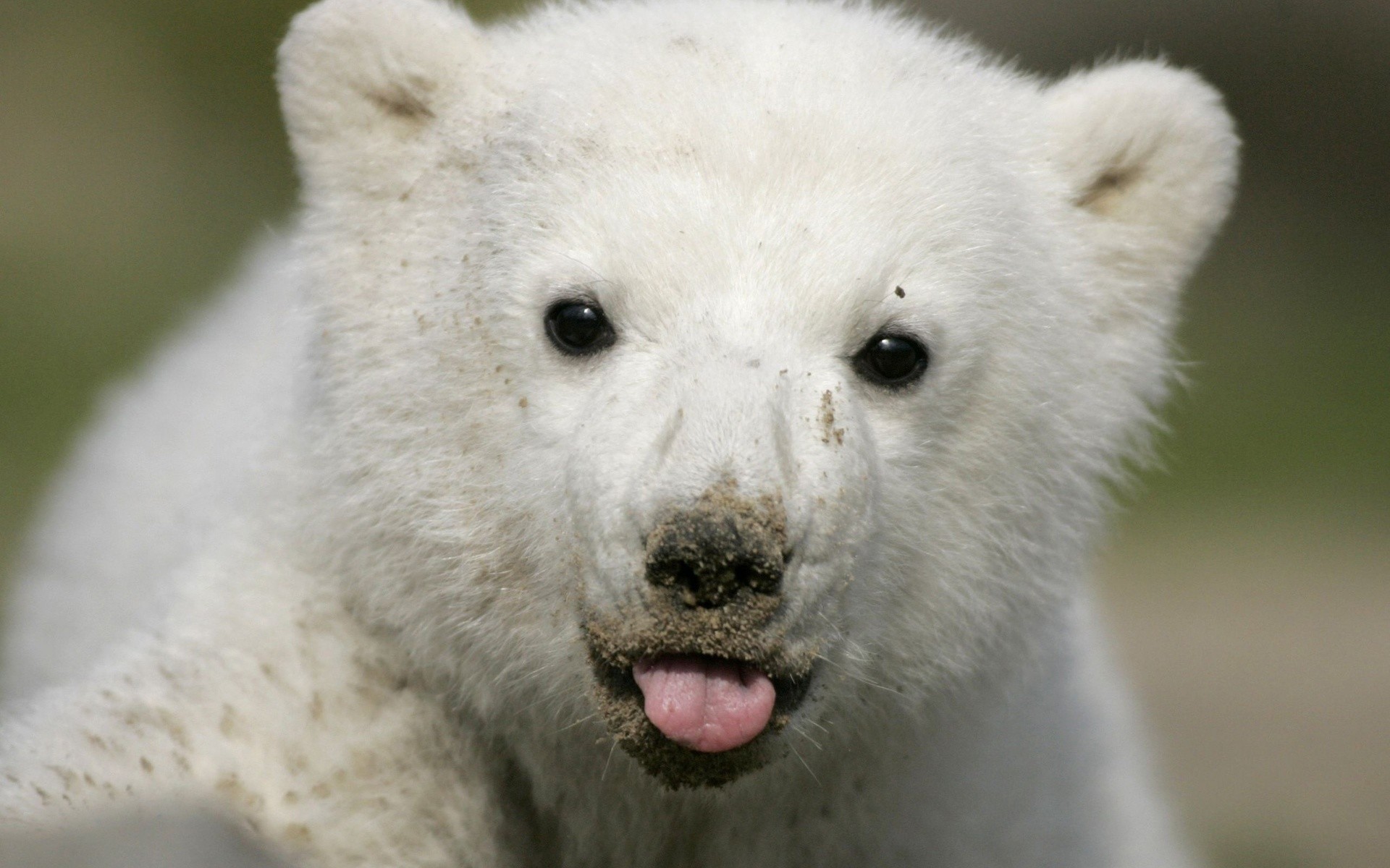 1920x1200 Baby Polar Bear Desktop Background. Download  ...