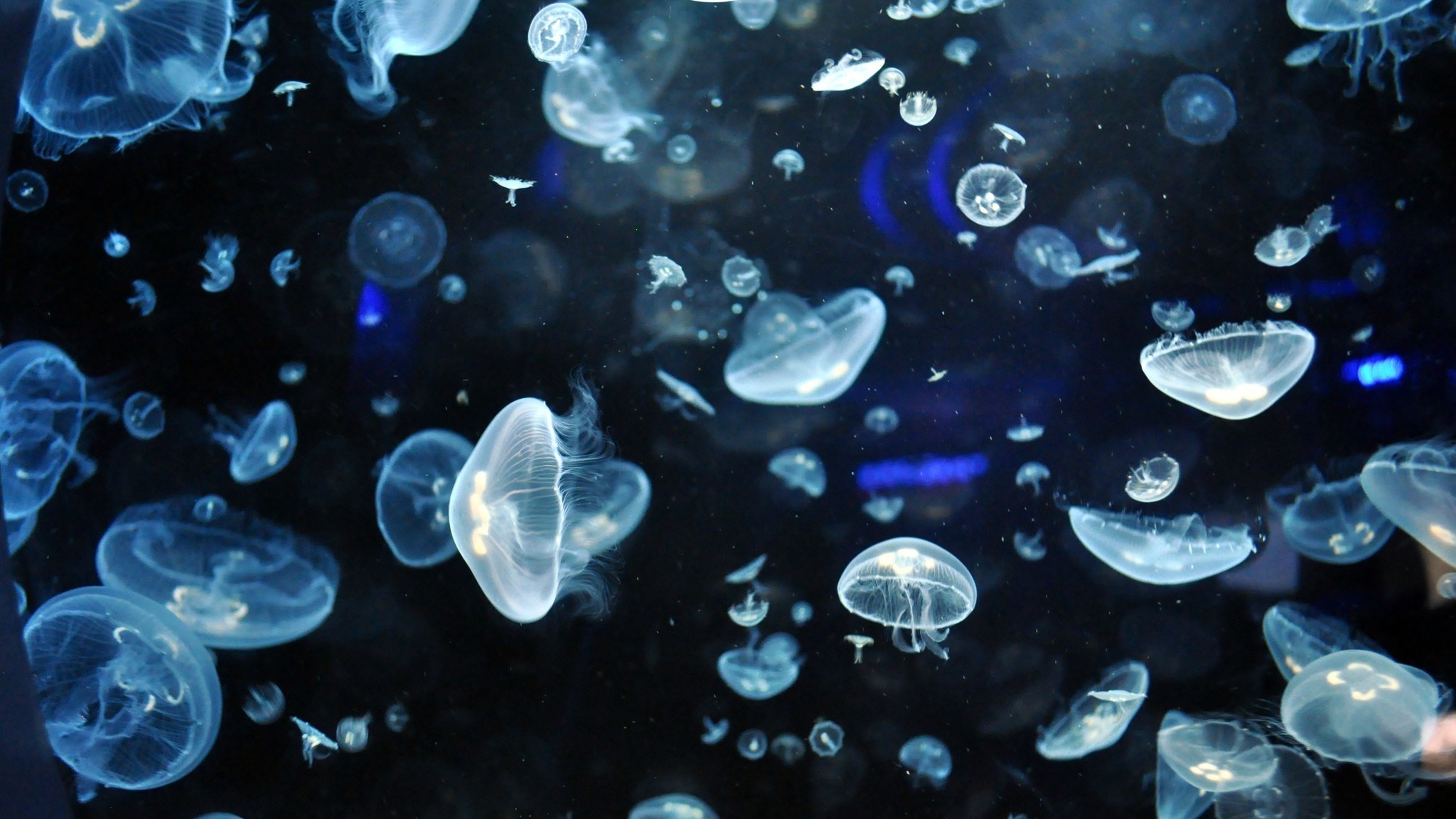 2048x1152 Jellyfish Â· download free jellyfish wallpaper