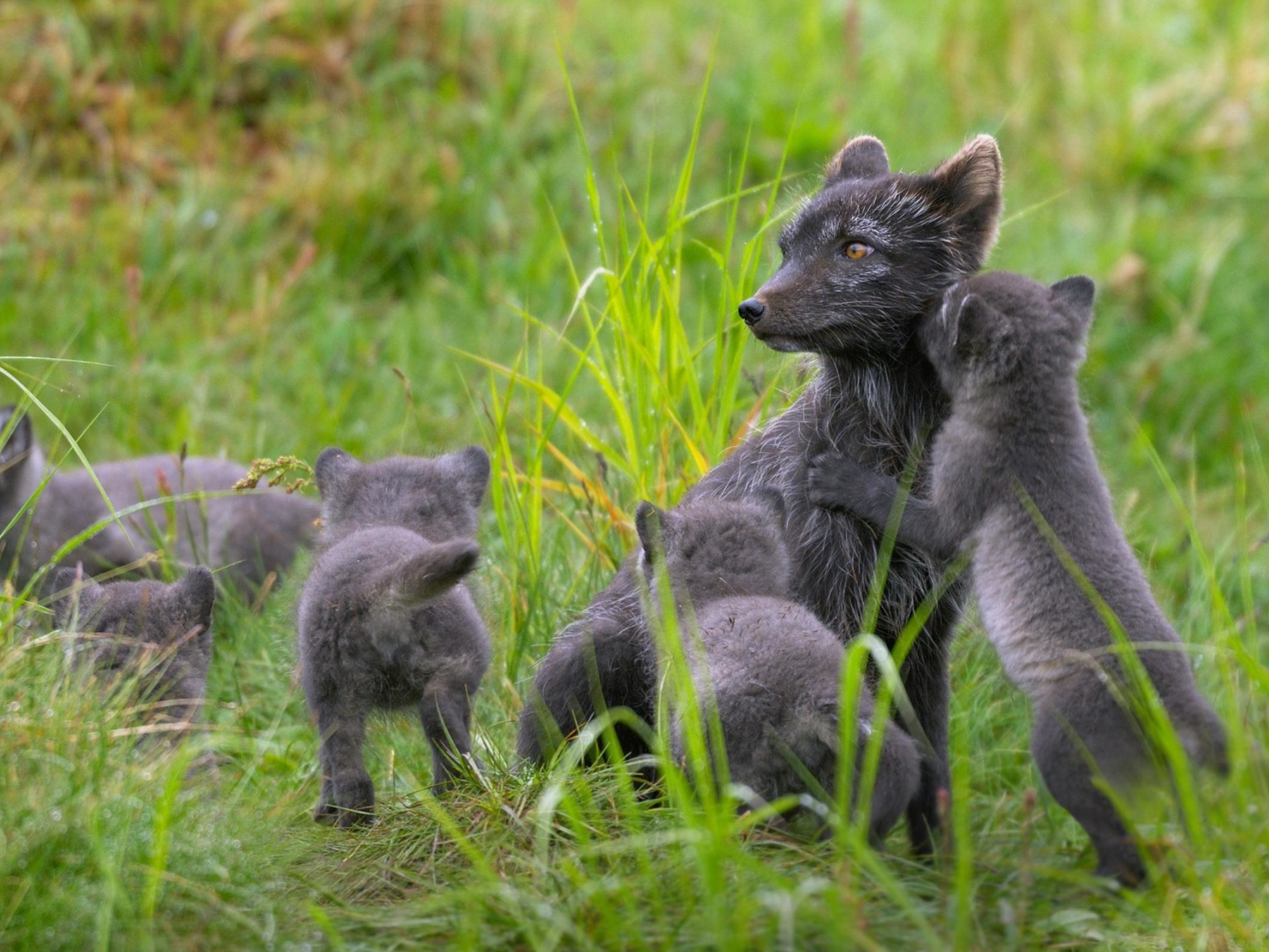 1920x1440 Arctic Fox and her Cubs