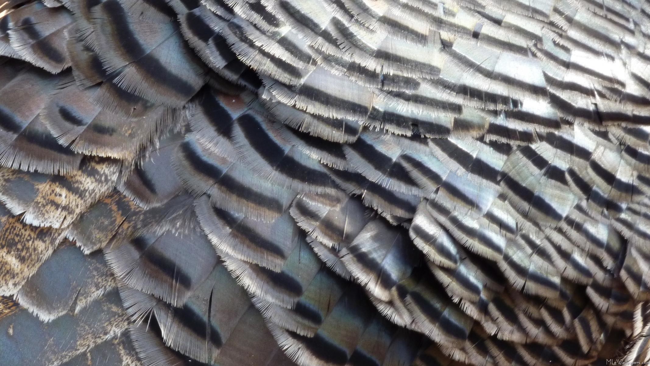 2134x1200 Wild Turkey Feathers II