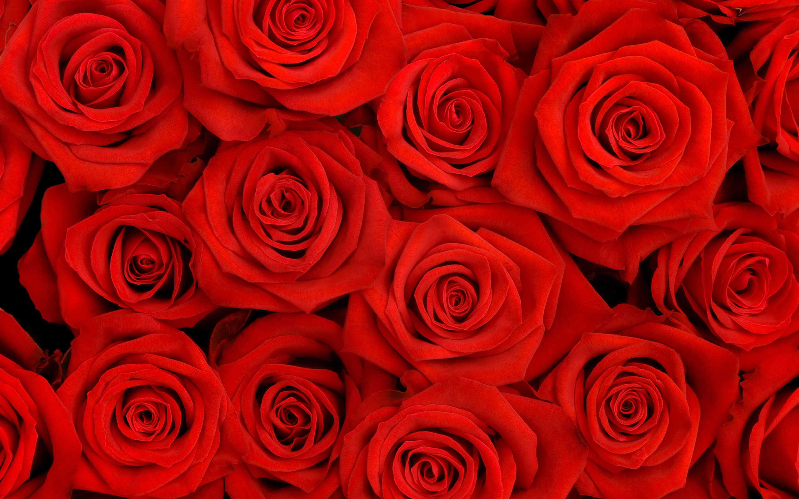 2560x1600 Red Roses With White Backgrounds - Wallpaper Cave