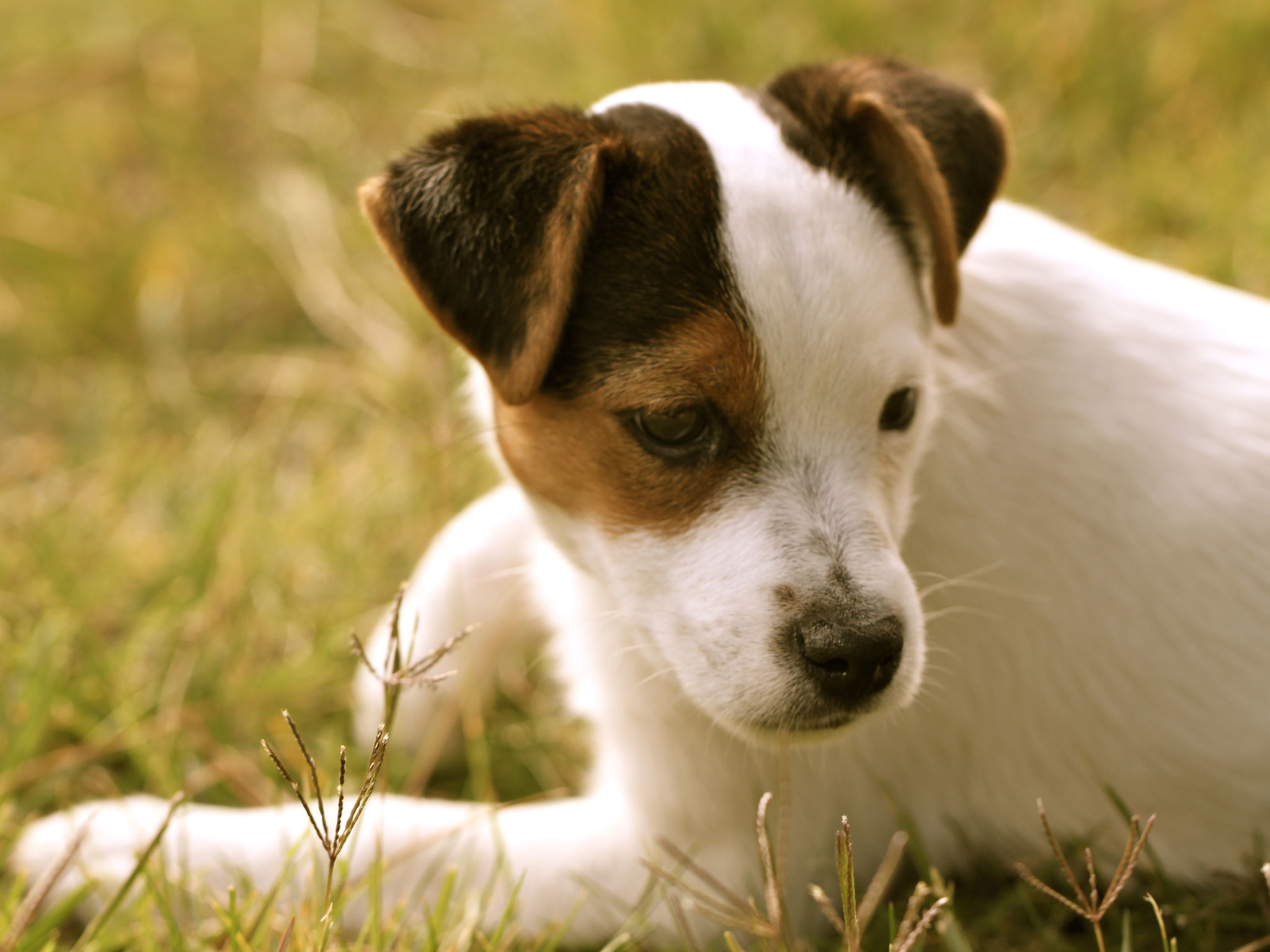 2048x1536 Russell Terrier wallpapers hd