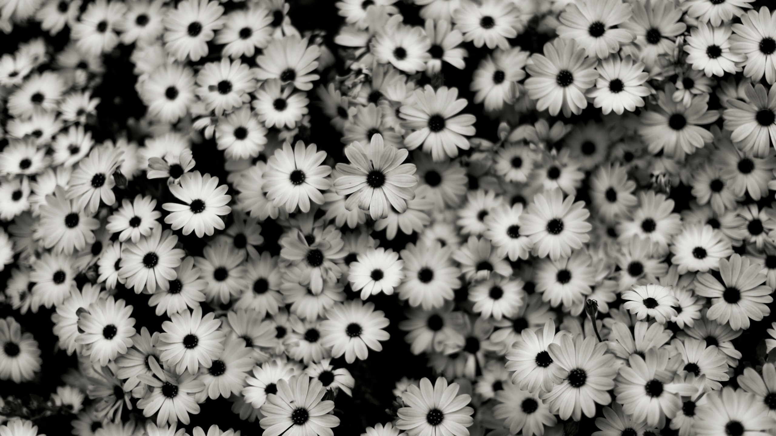 2560x1440 Preview wallpaper black white, flowers, grey, daisies 