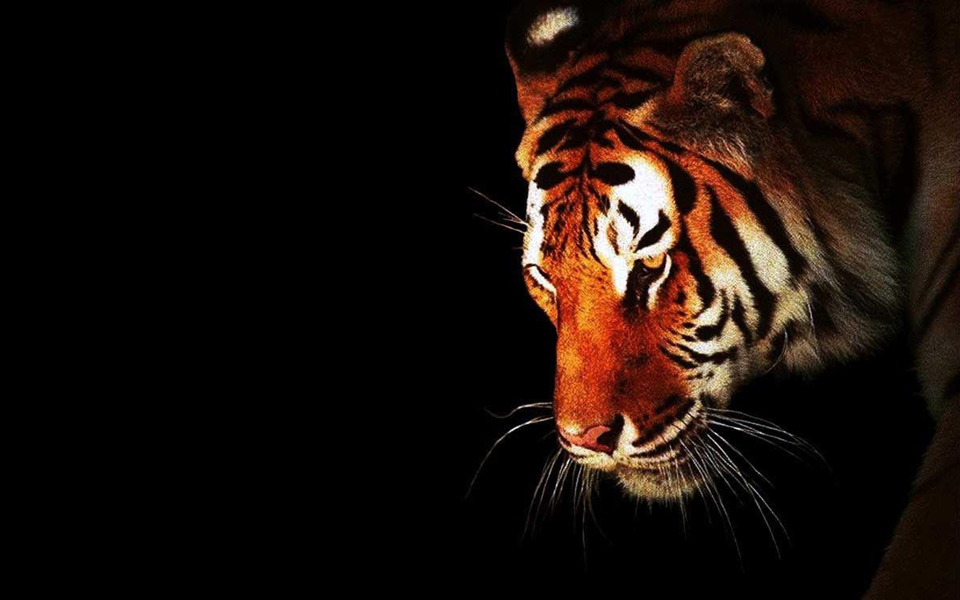 1920x1200 Collection of Black Tiger Widescreen Wallpapers: Black Tiger Wallpapers,  2592277,  px