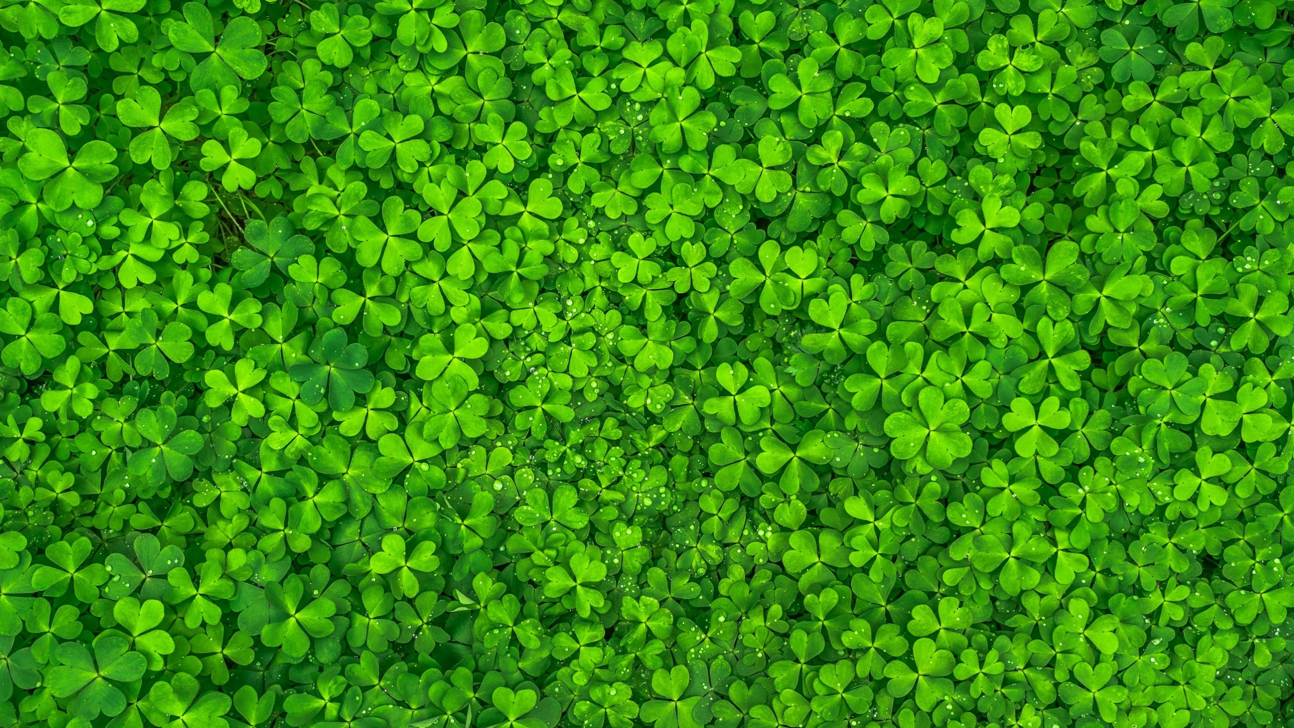 2560x1440 Tags: Clovers, Green leaves ...