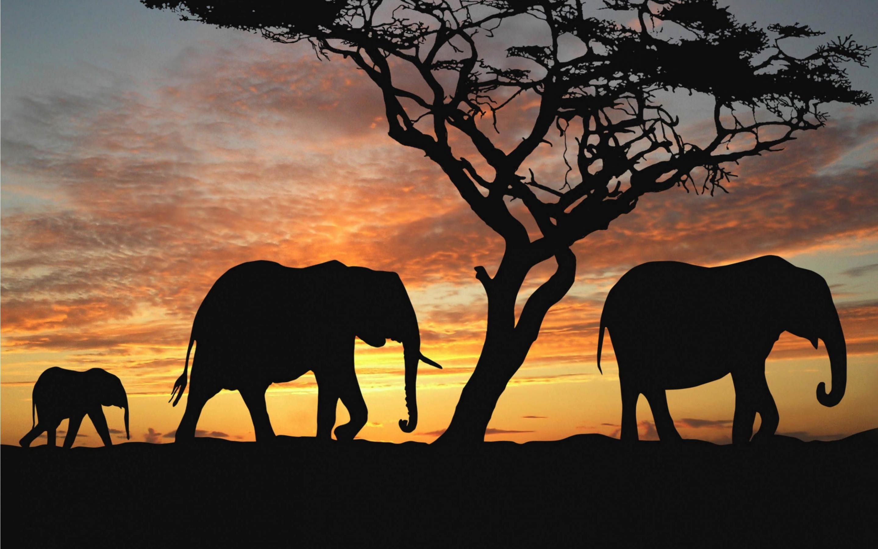 2880x1800 Elephant Wallpapers Hd Resolution