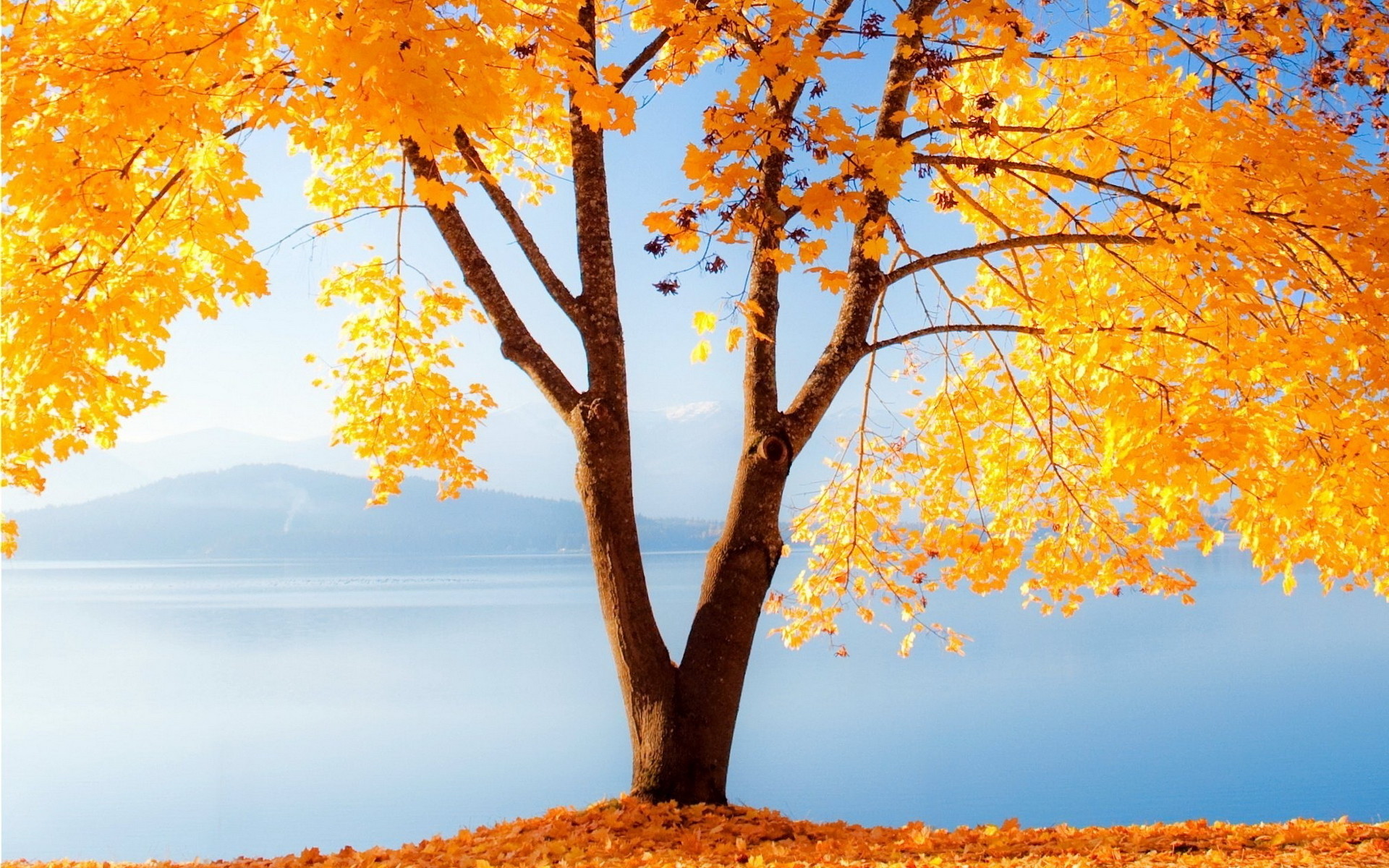 Autumn MacBook Wallpapers  Top Free Autumn MacBook Backgrounds   WallpaperAccess