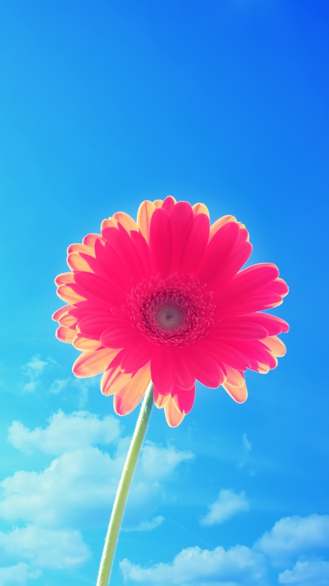1080x1920 Pink Flower Blue Sky iPhone 6 Plus HD Wallpaper ...