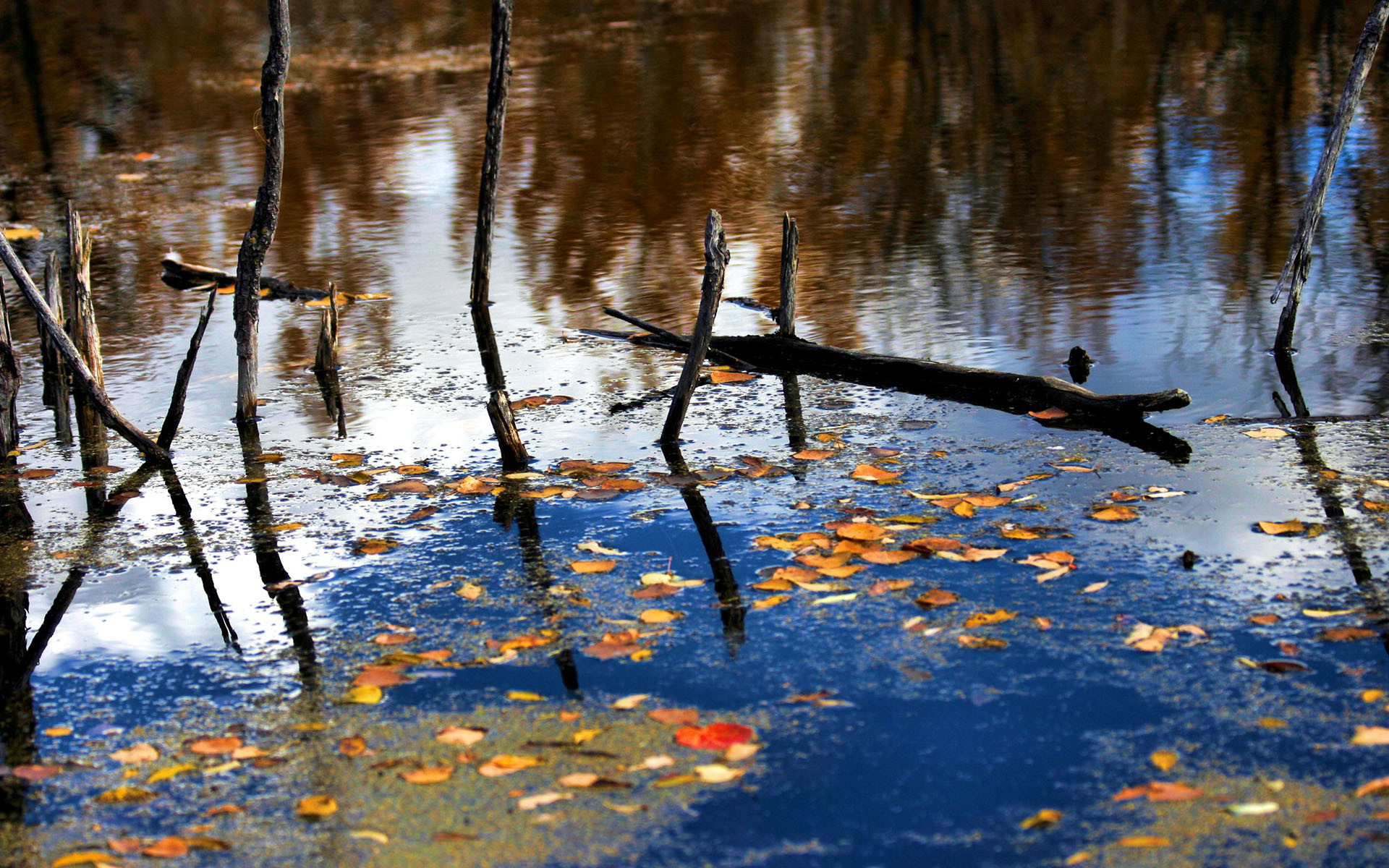 1920x1200 Image: Dead trees in water wallpapers and stock photos. Â«