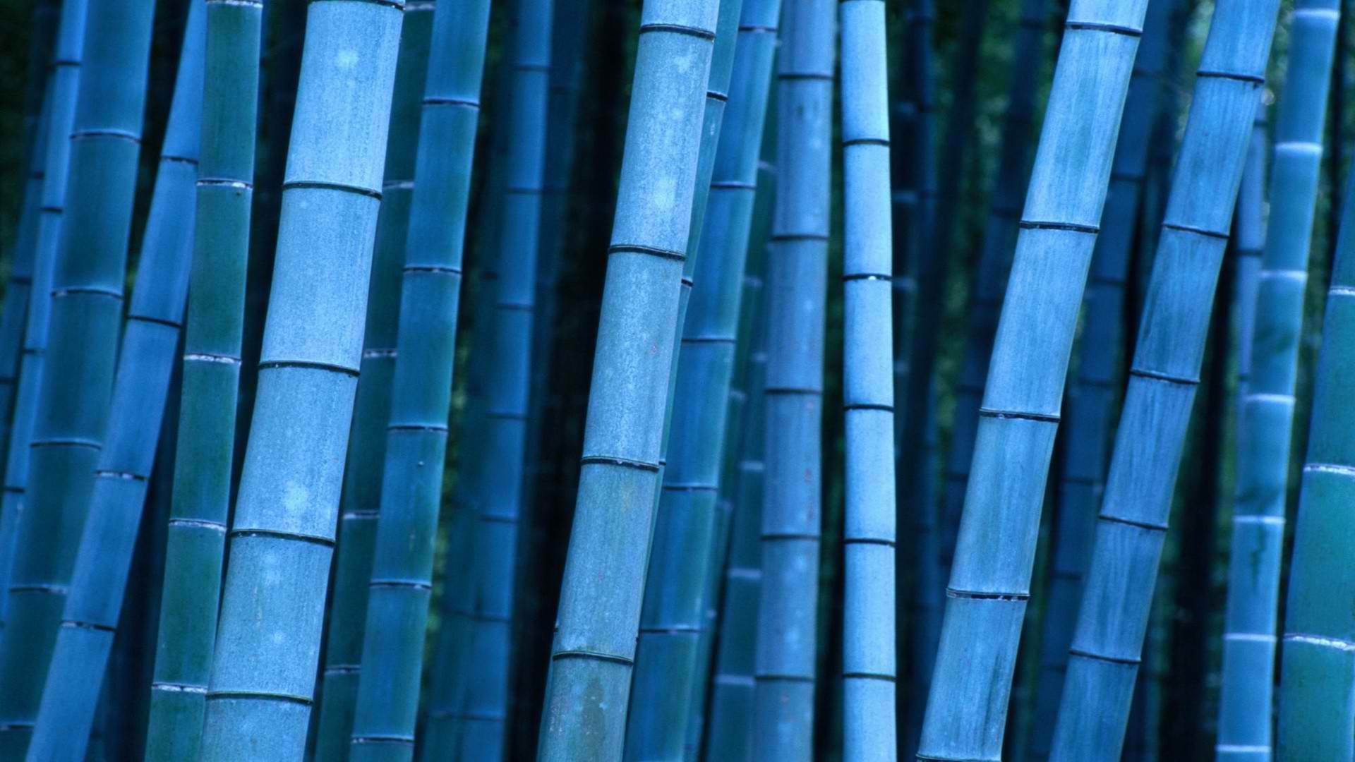 1920x1080 blue bamboo wallpaper 1948