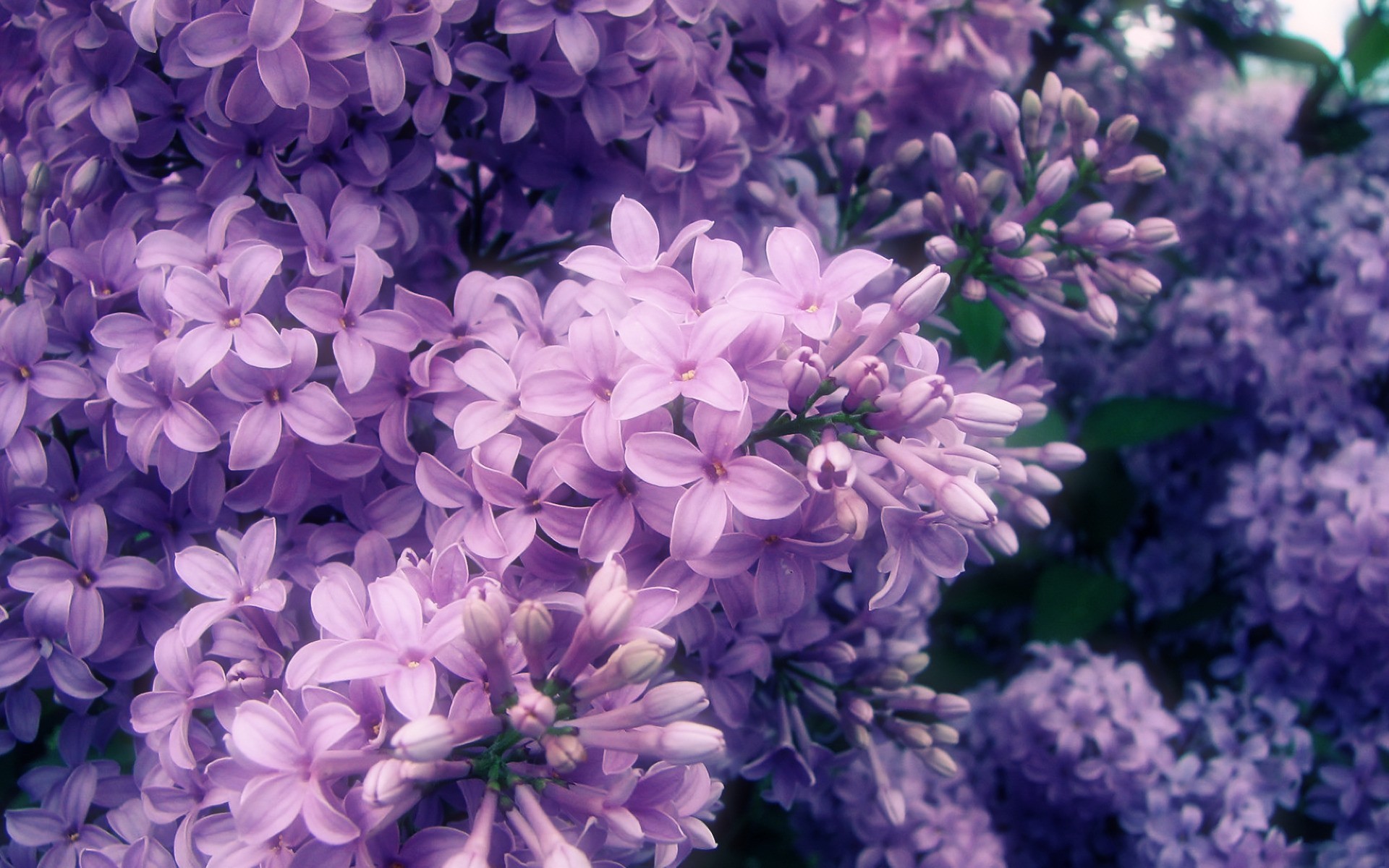 1920x1200 Lilacs