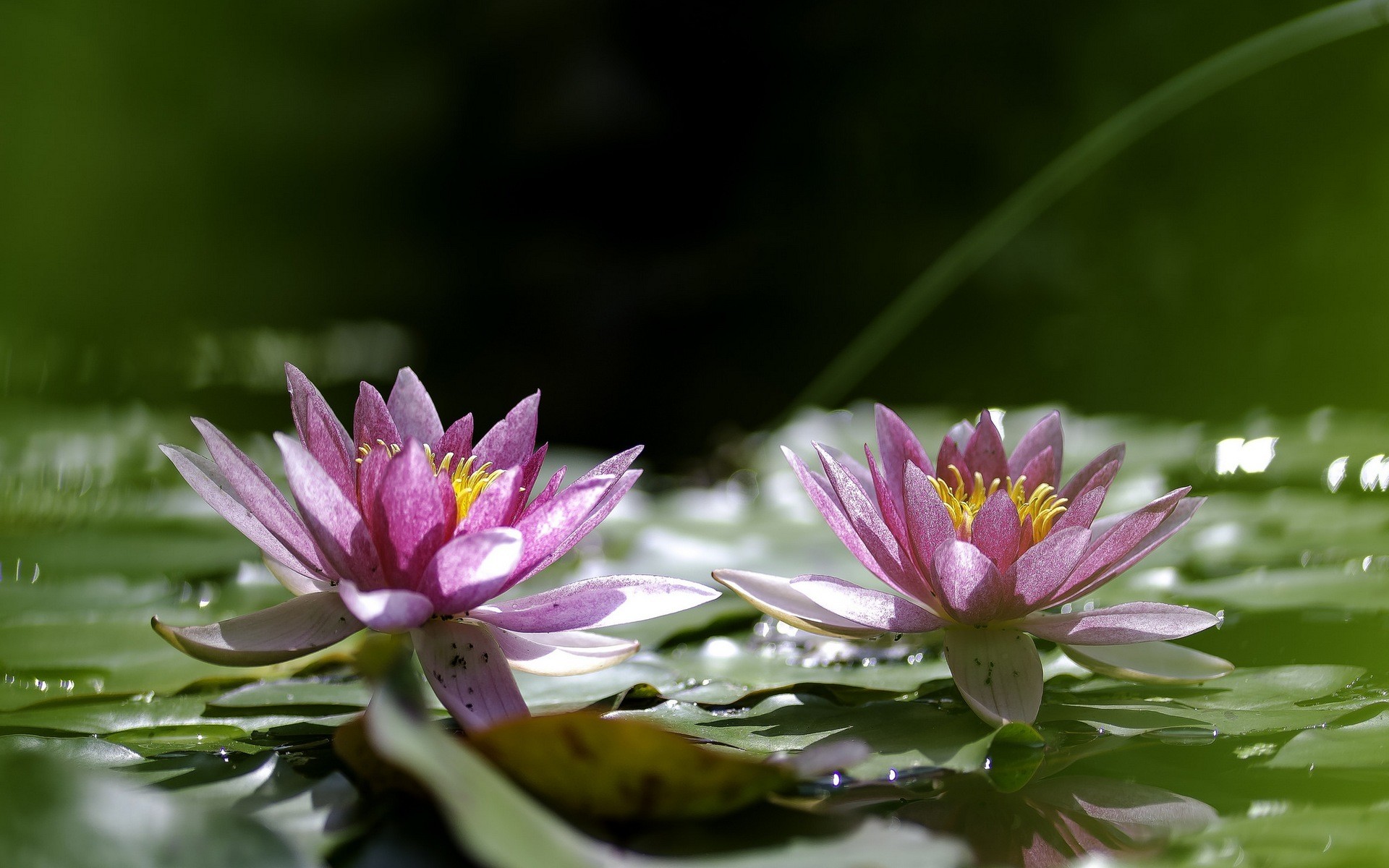 1920x1200 Water Lily Computer Wallpapers, Desktop Backgrounds |  | ID .