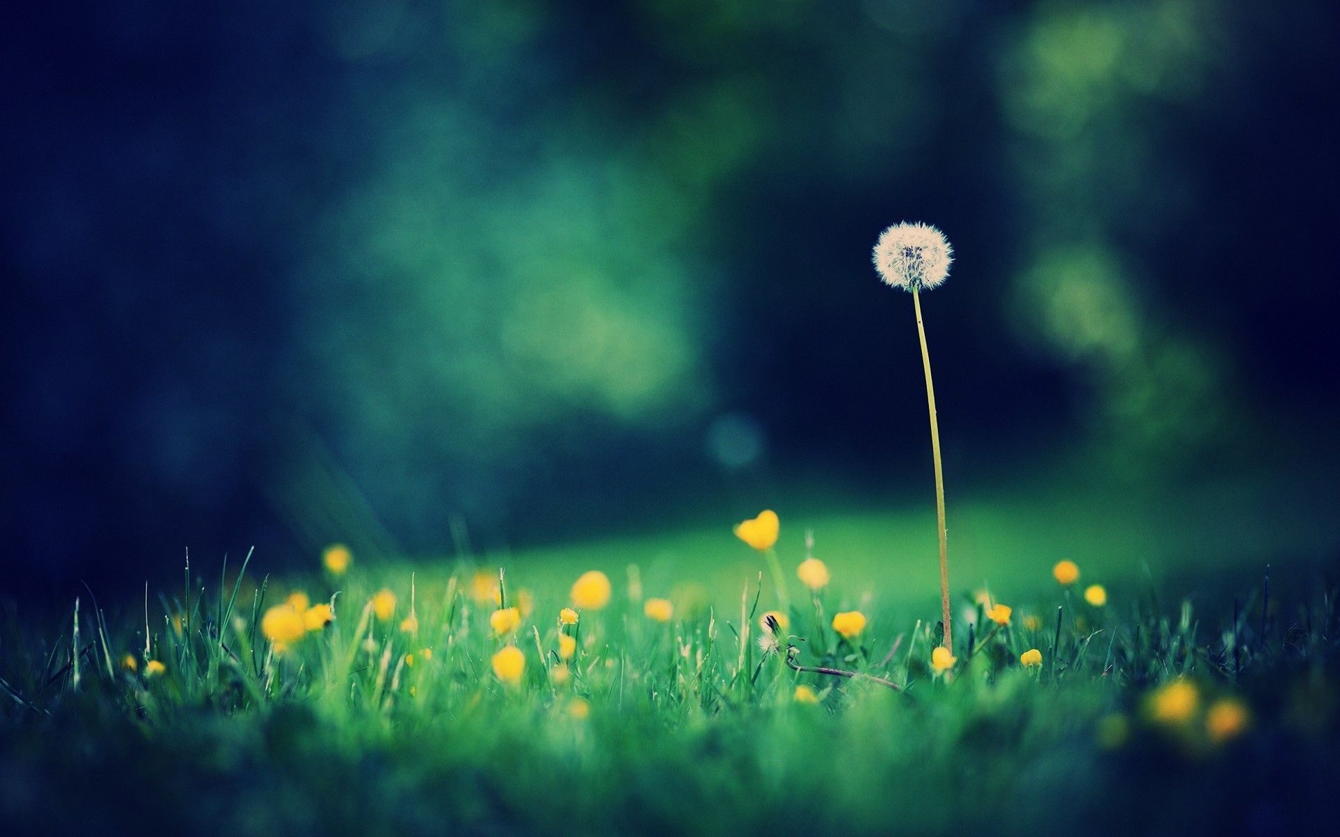 1920x1200 Dandelion Flowers Wallpapers HD Pictures One HD Wallpaper