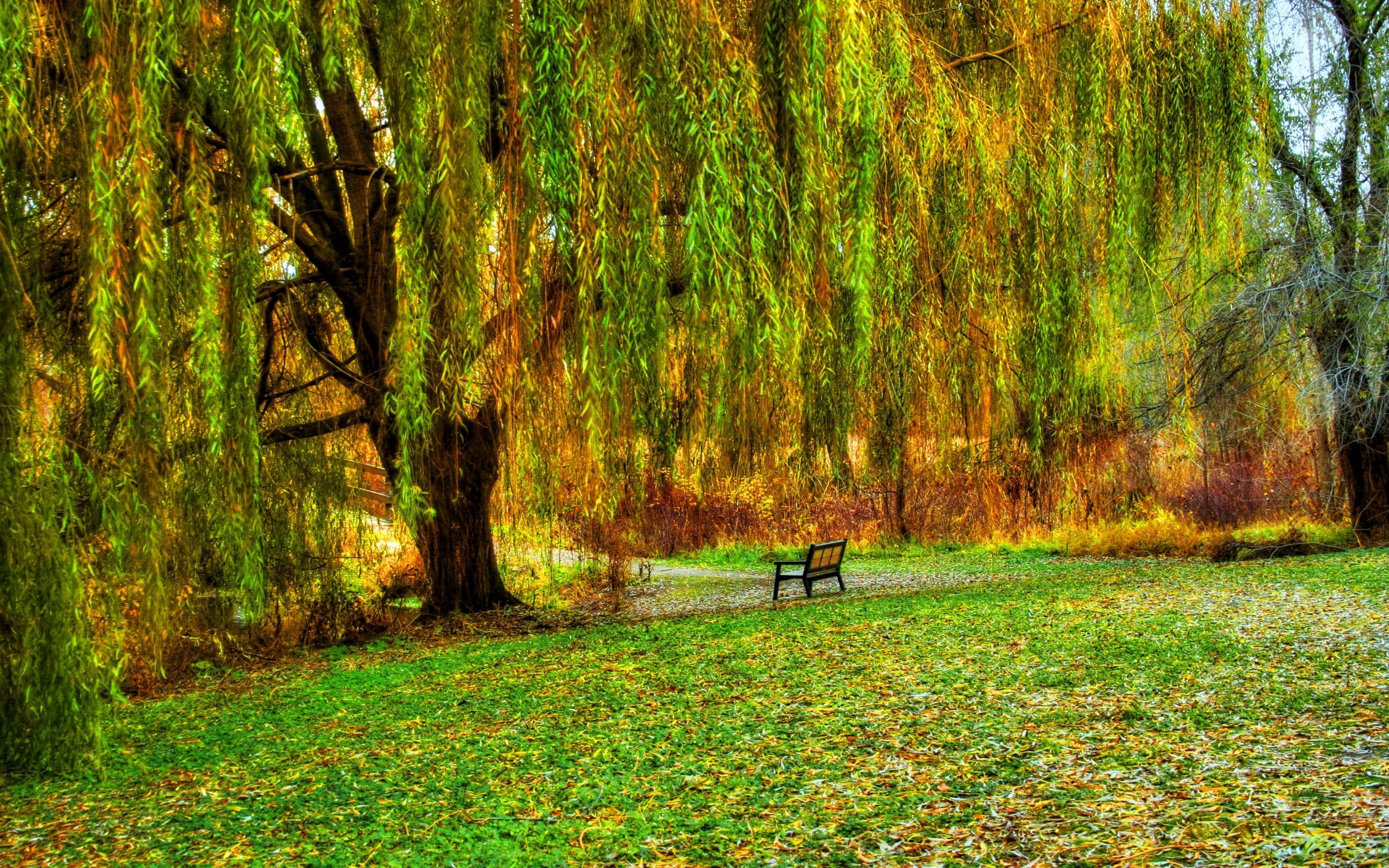 Weeping Willow Tree Wallpaper (53+ images)