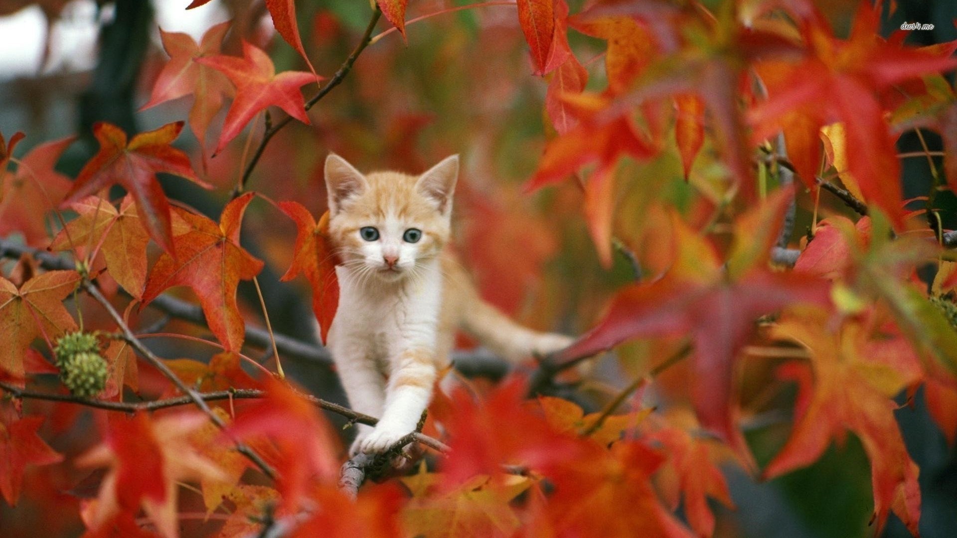 1920x1080 <b>Autumn Pumpkins</b> - Cats & <b>Animals