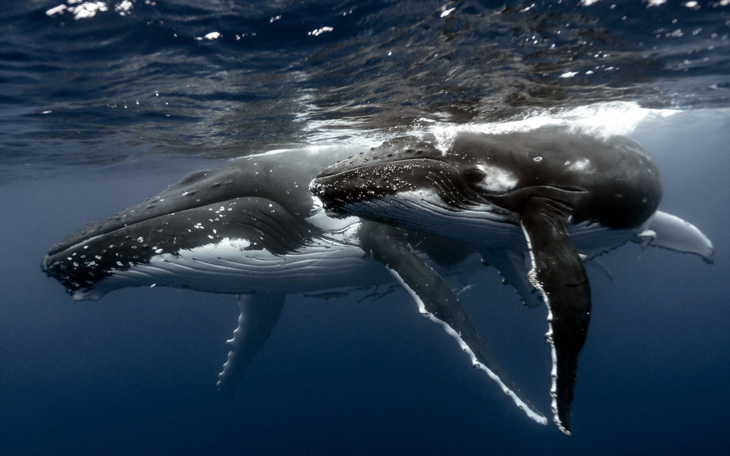 2560x1600 Whale Wallpapers - Full HD wallpaper search