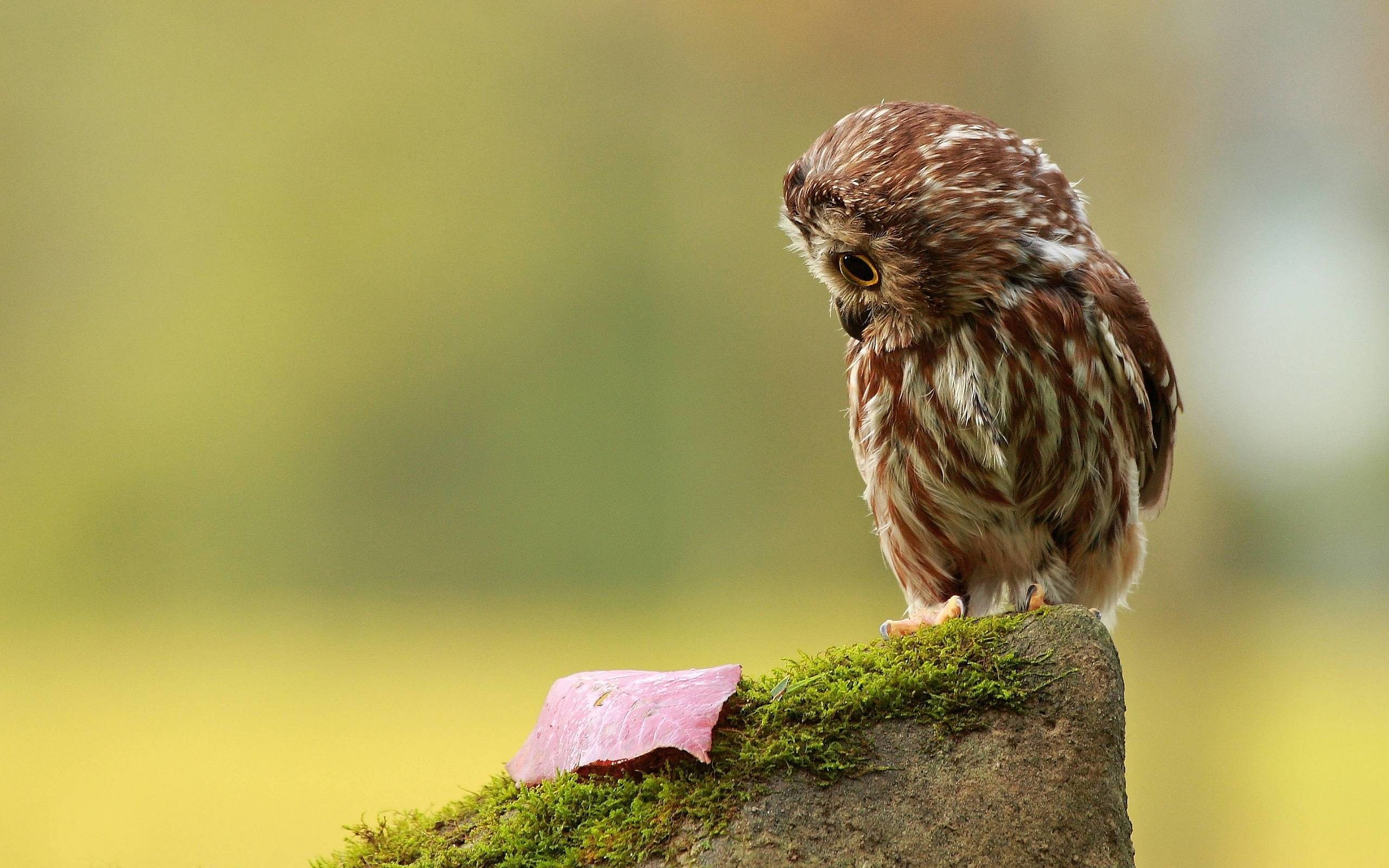 2560x1600 Owl Wallpapers - Full HD wallpaper search - page 8