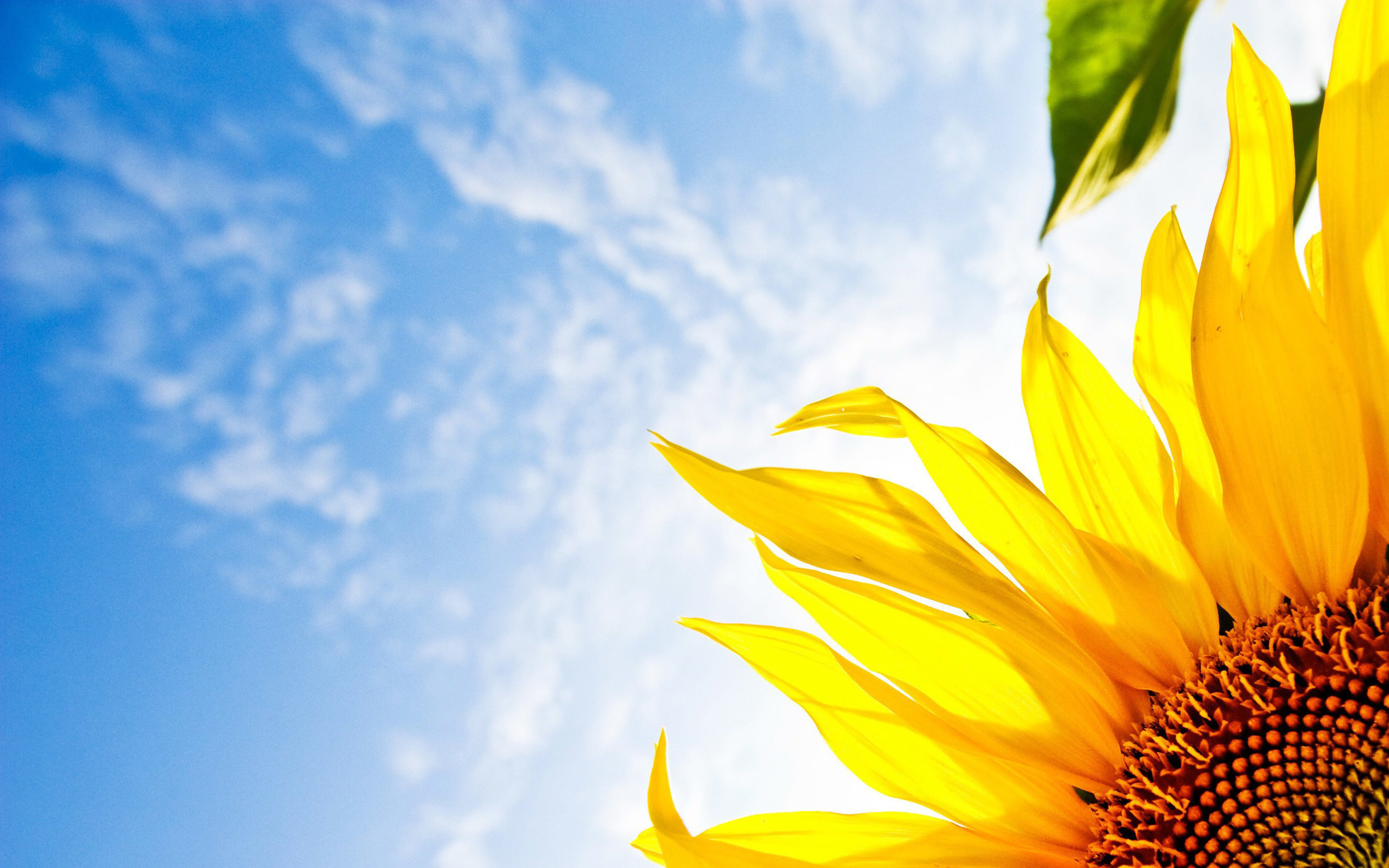 2560x1600 Explore Sun Flowers, Yellow Flowers, and more! cool Cool Sunflowers  Background