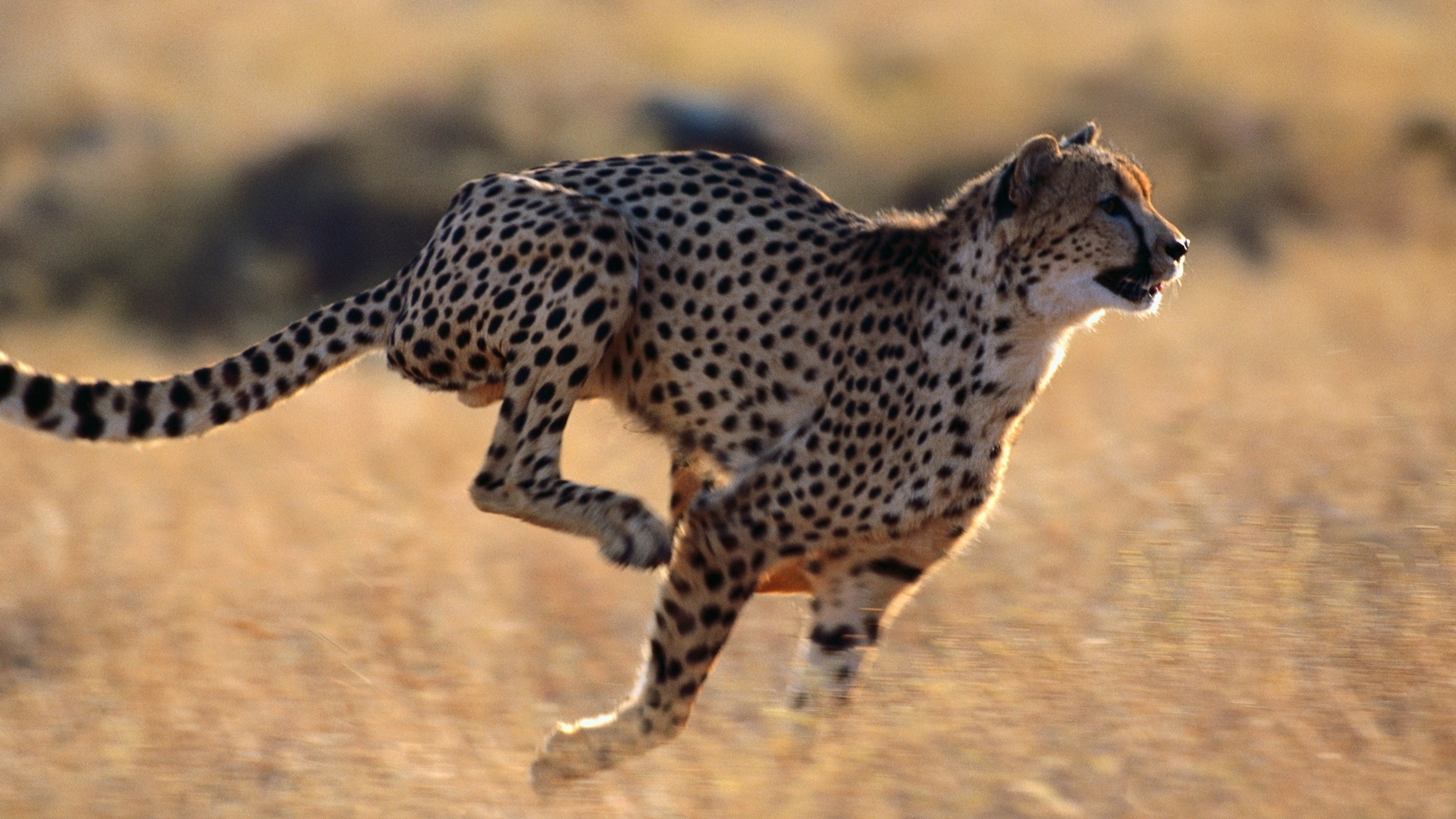 3840x2160  Wallpaper cheetah, speed, running