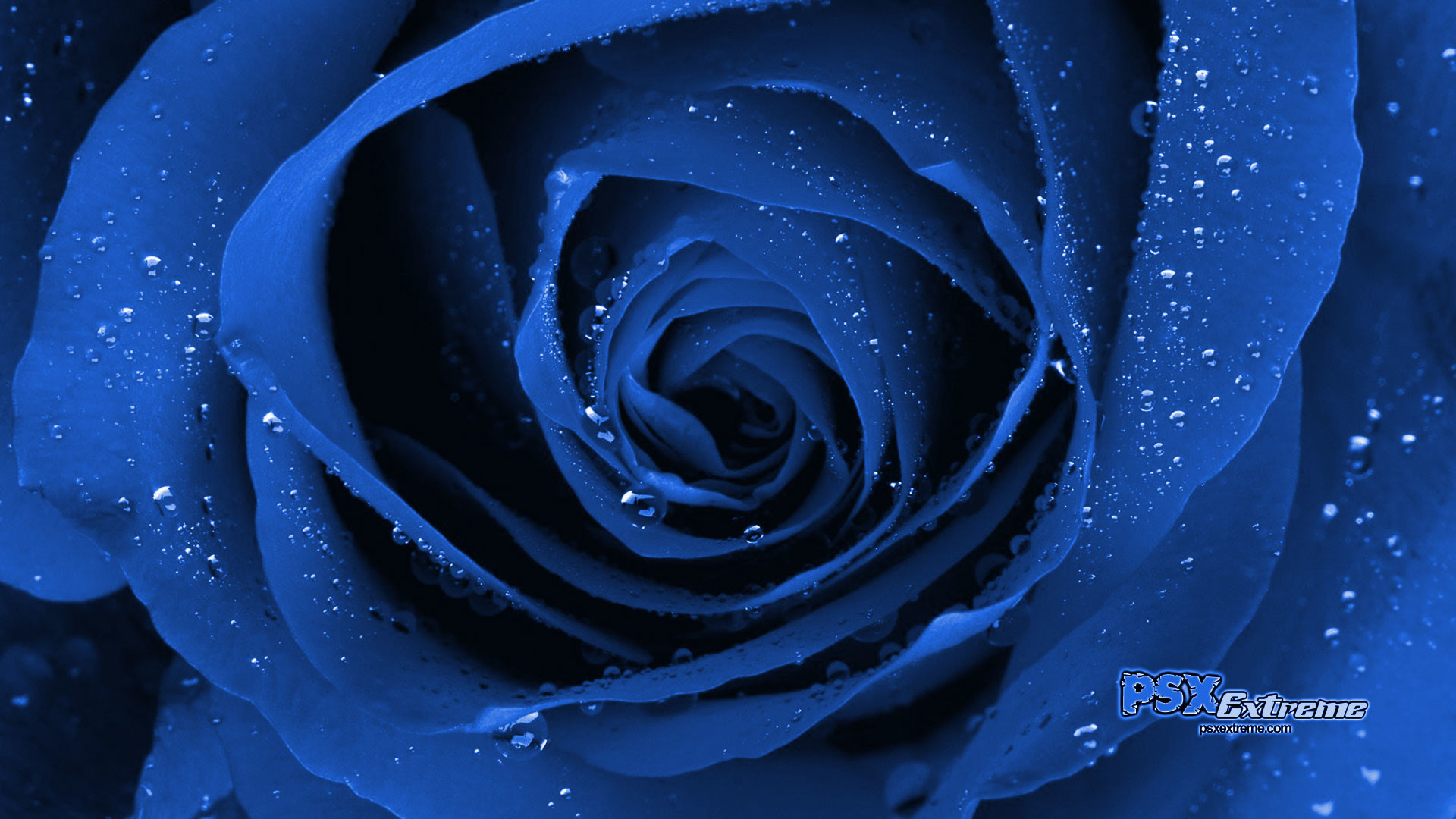 1920x1080 Blue Roses Wallpaper