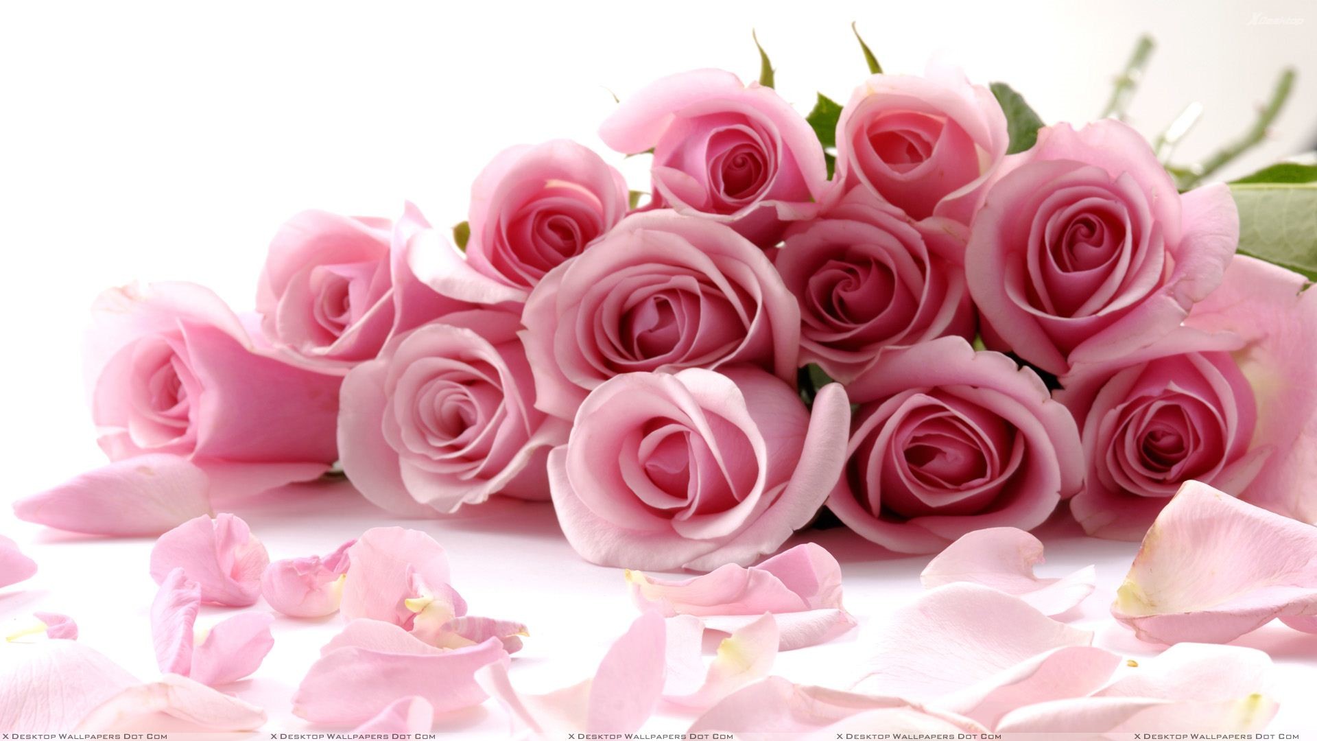 1920x1080 Pink Roses On White Background Closeup