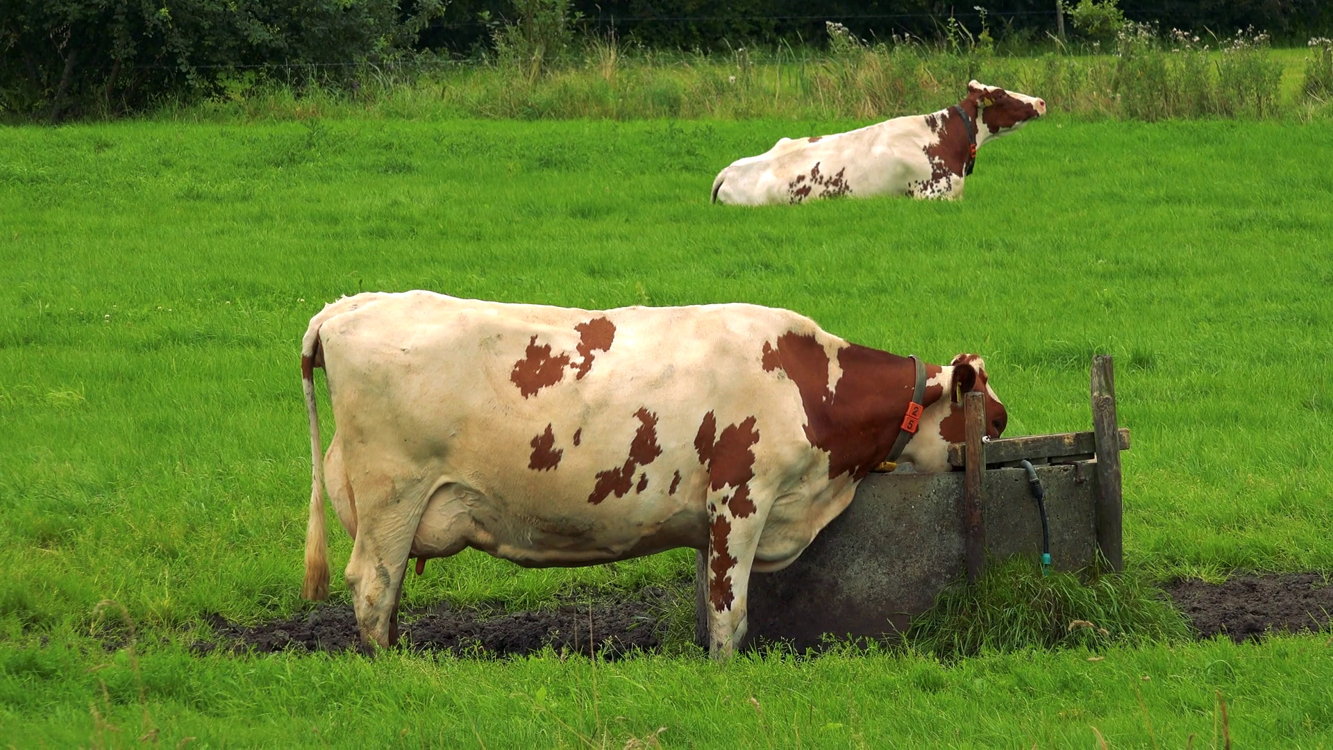 1920x1080 A brown and white cow drinks from a water trough in a pasture, another cow