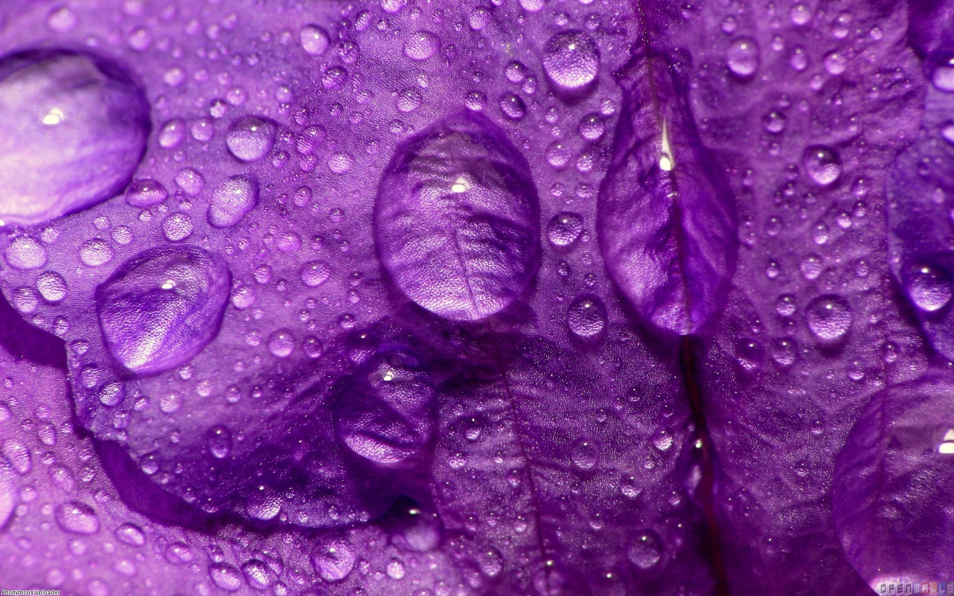 1920x1200 Beautiful purple rain Ultra Hd wallpaper [2560x1440] - See more on Classy  Bro
