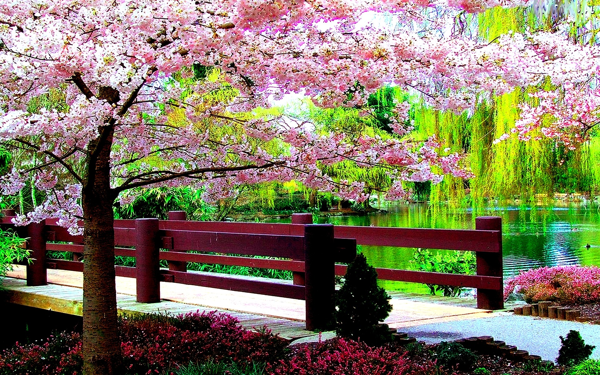 1920x1200 Photography - Park Tree Blossom Flower Pond Fence Walkway Pink Flower Spring  Wallpaper