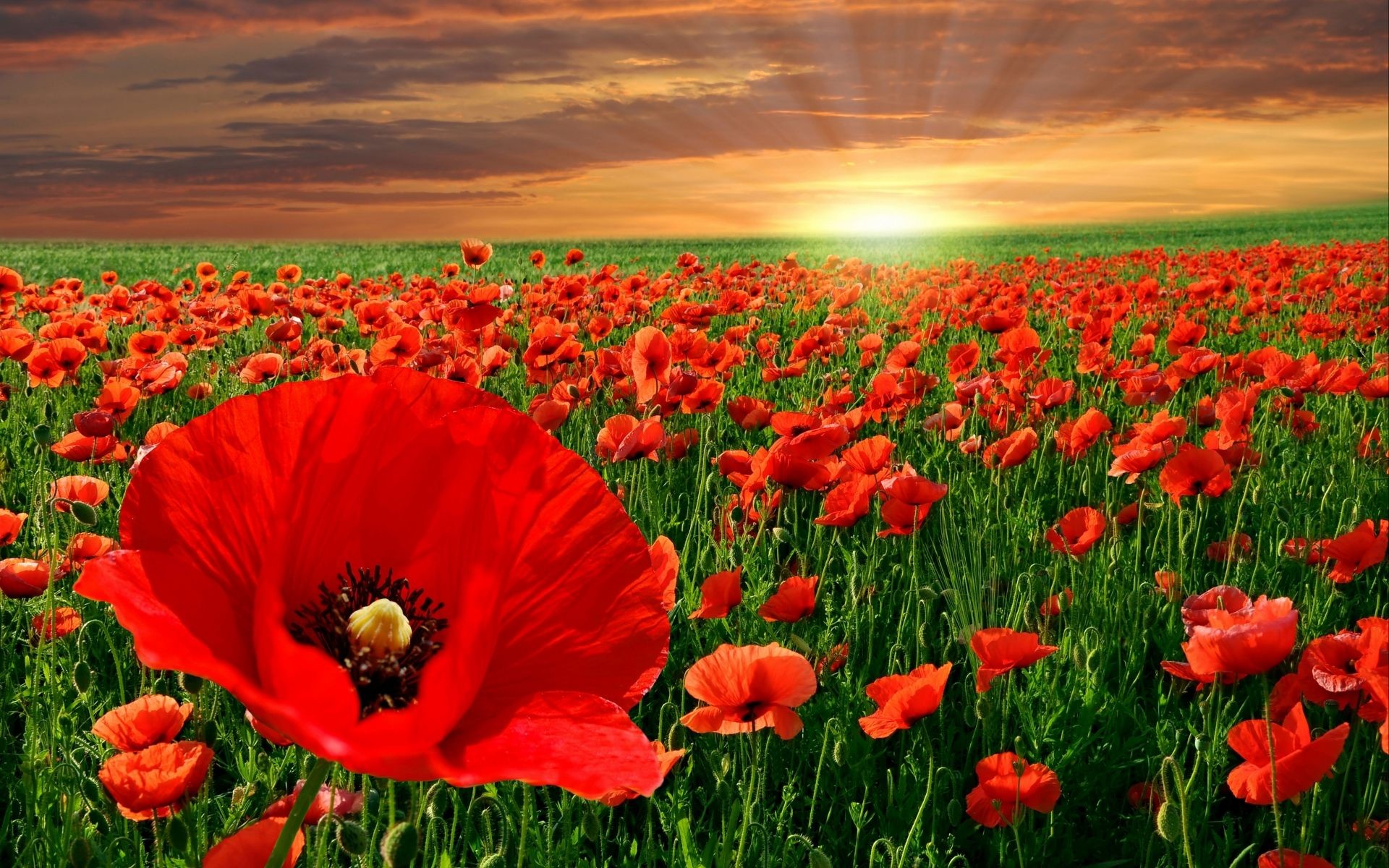 1920x1200 Red Flower | HD Quality Wallpapers - HD Wallpapers