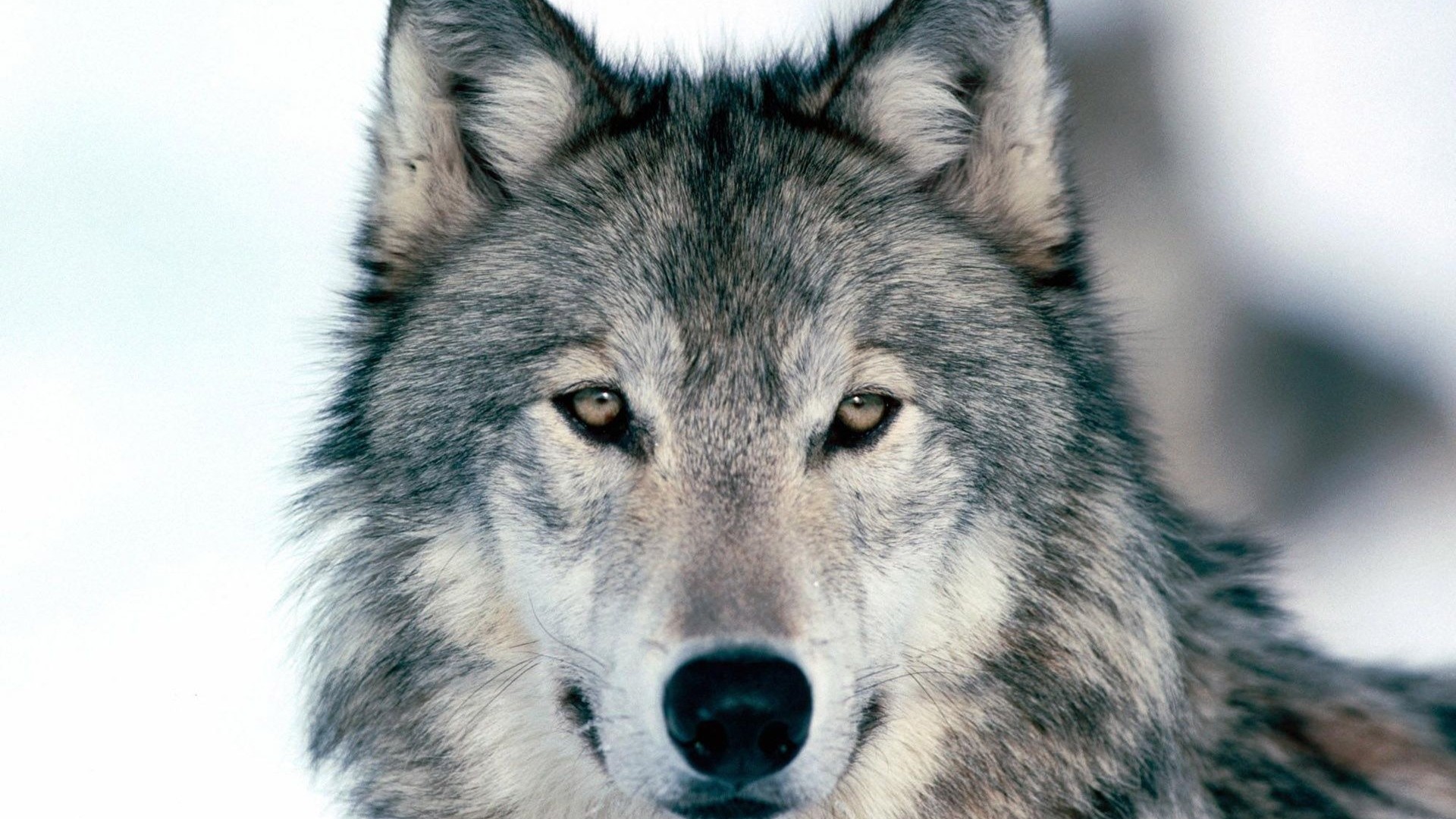 1920x1080 Wolf Wallpapers