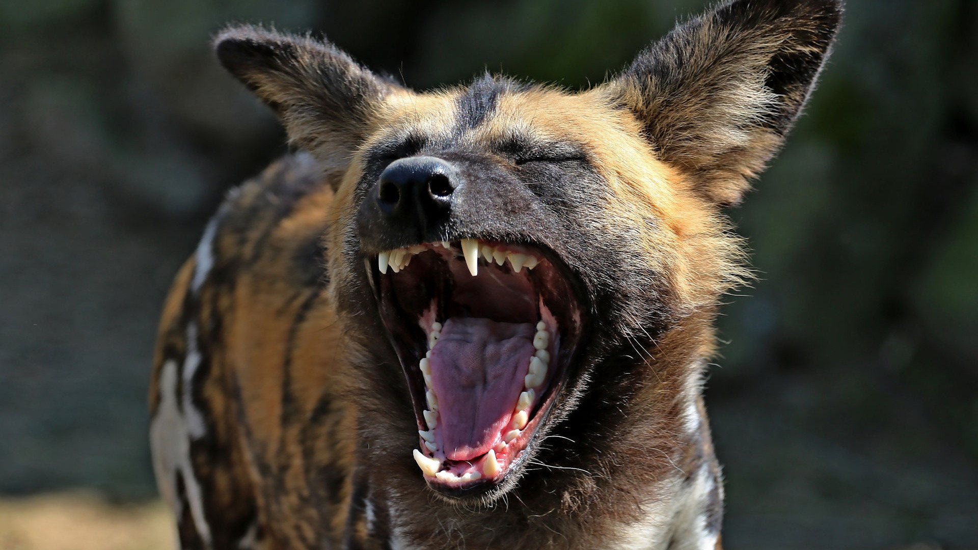 1920x1080  wallpaper Hyena, yawn, wild animal