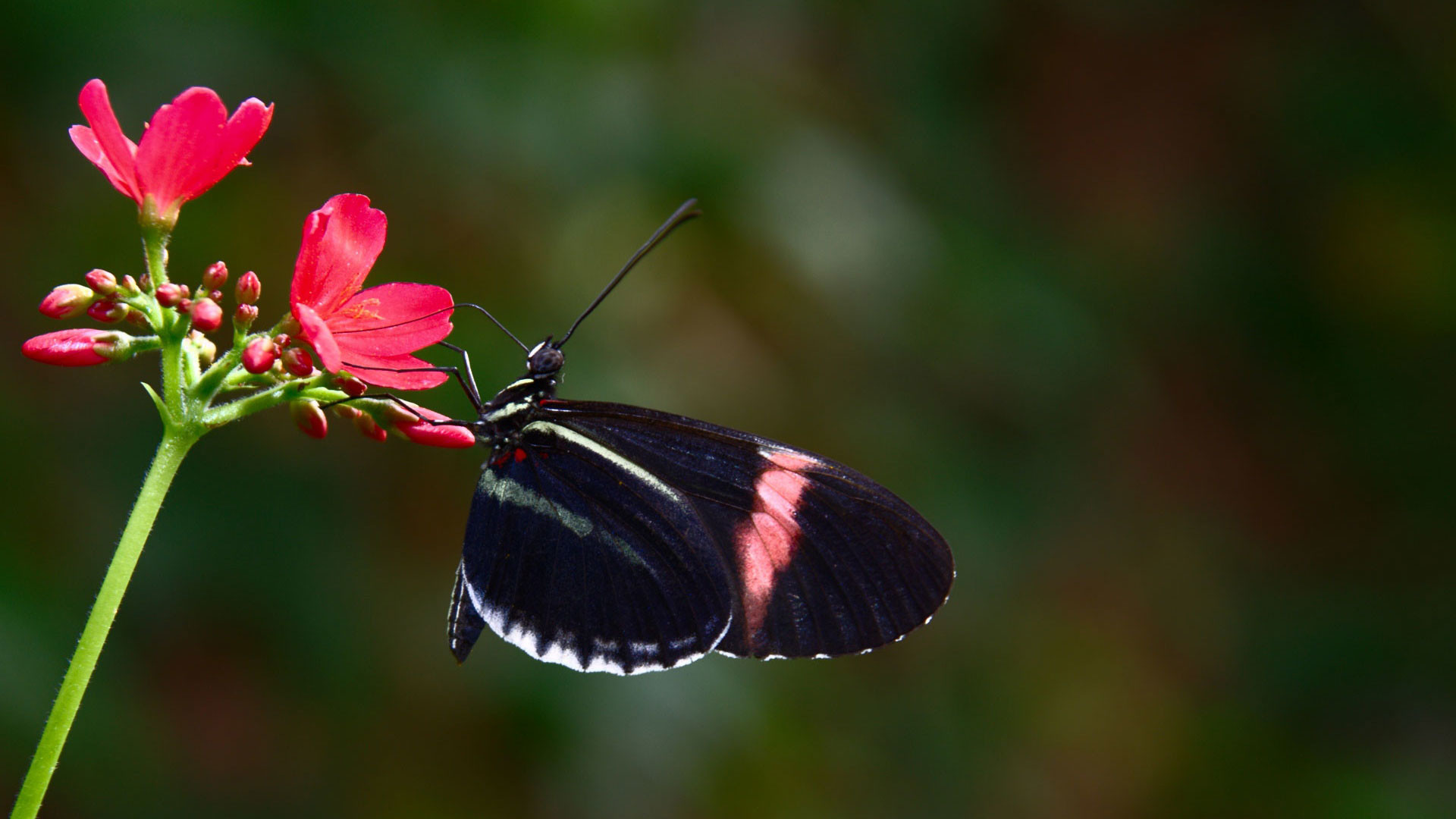 1920x1080 hd pics photos best cute black butterfly flowers nature macro hd quality  desktop background wallpaper