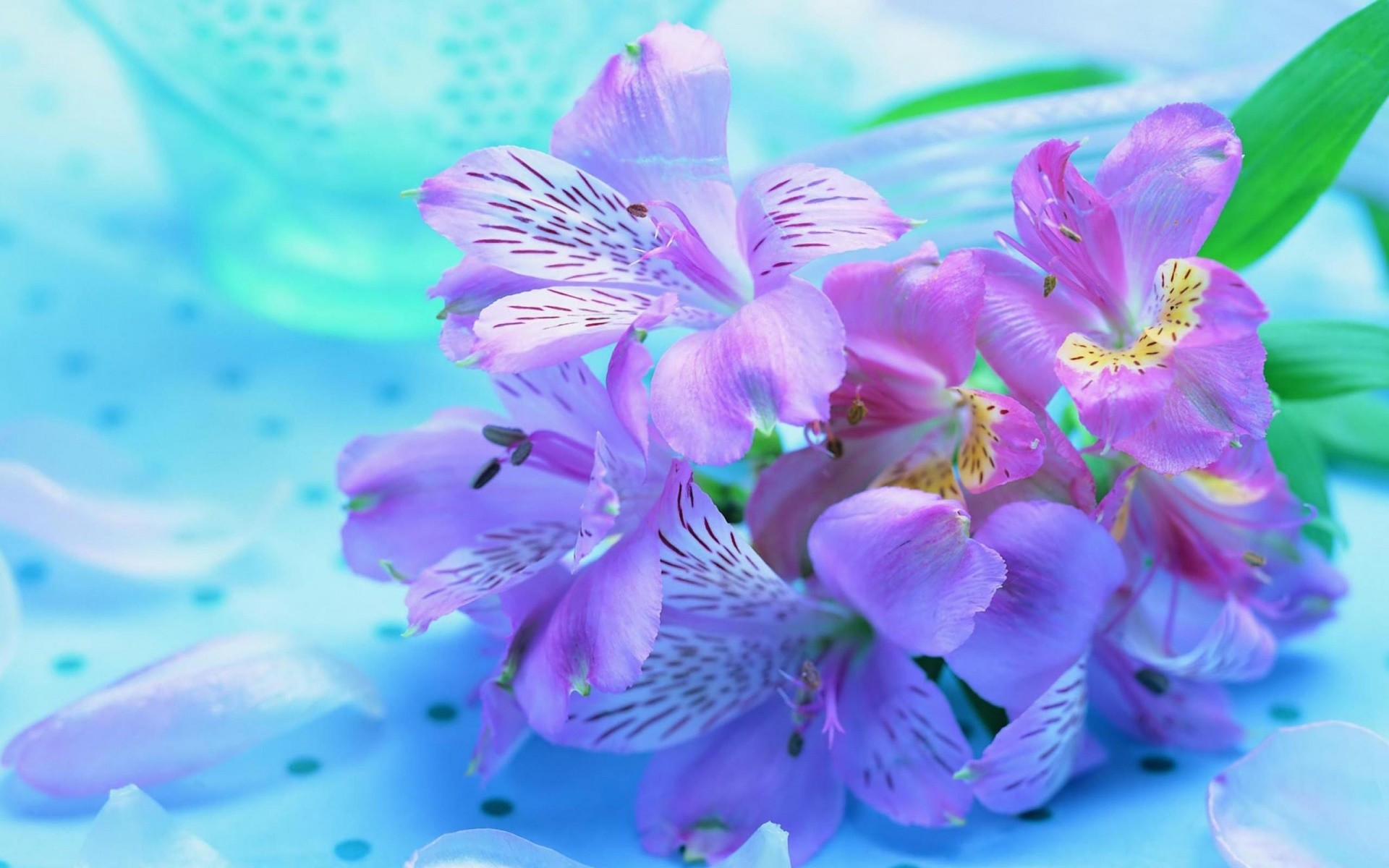 1920x1200 Beautiful Flower Pictures