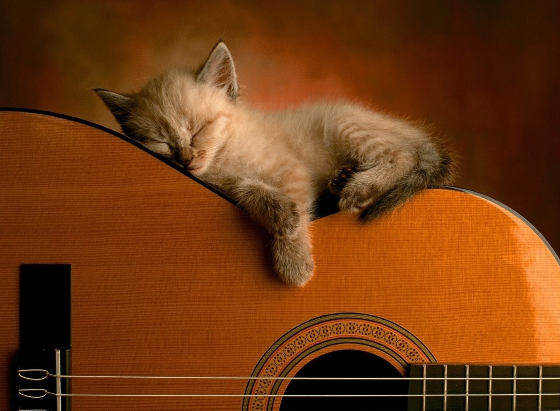 1920x1409 Animal - Cat Kitten Cute Guitar Wallpaper