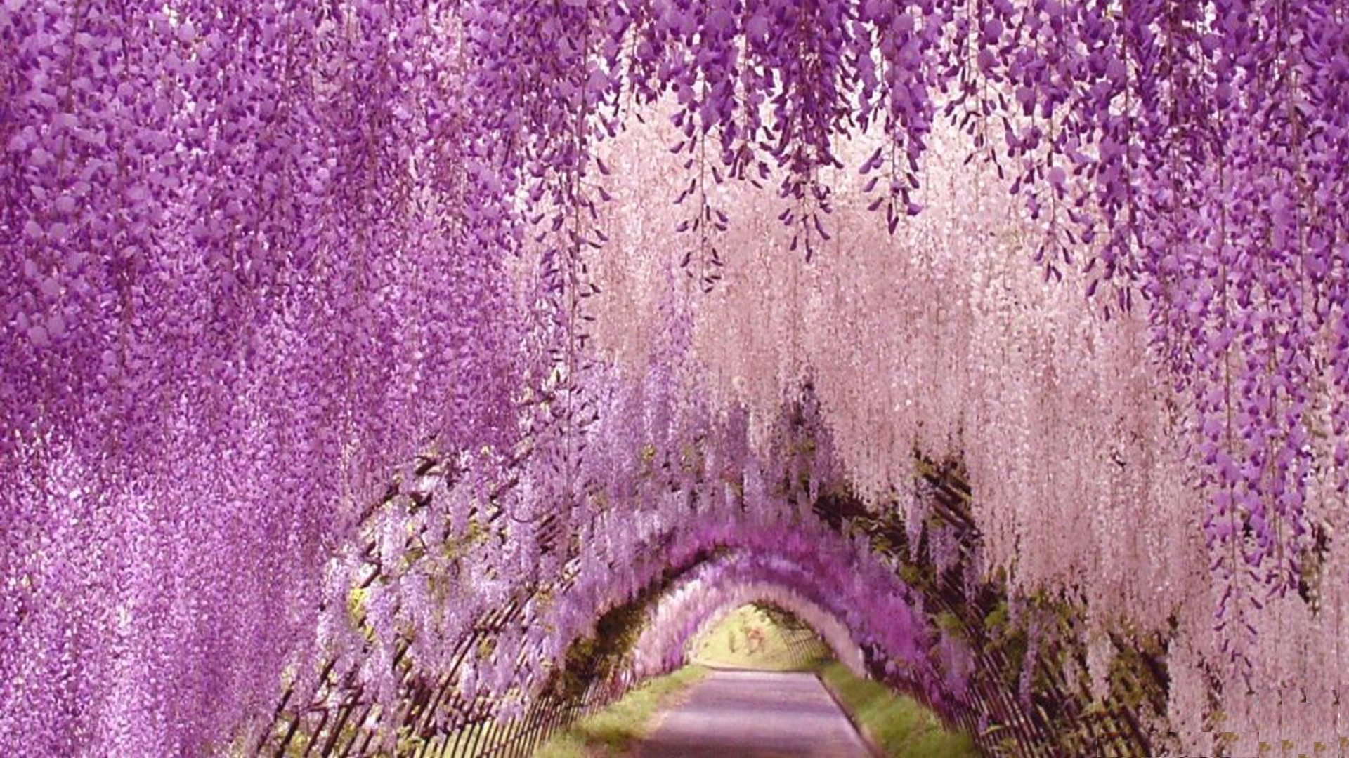 1920x1080 Wisteria, Flower, Tunnel, Desktop, Background, Wallpaper, Images, Download,  Full, Free, Amazing Pictures, Free, Wallpaper Of Iphone, 1920Ã1080 Wallpaper  HD