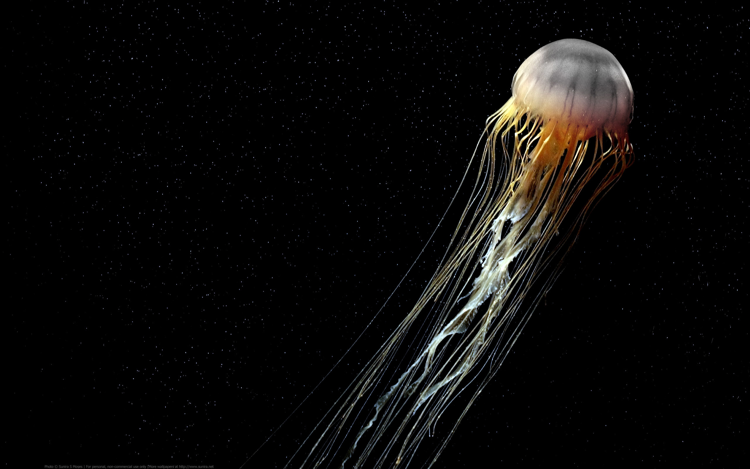 2560x1600 Jellyfish HD Wallpaper | Background Image |  | ID:221389 -  Wallpaper Abyss
