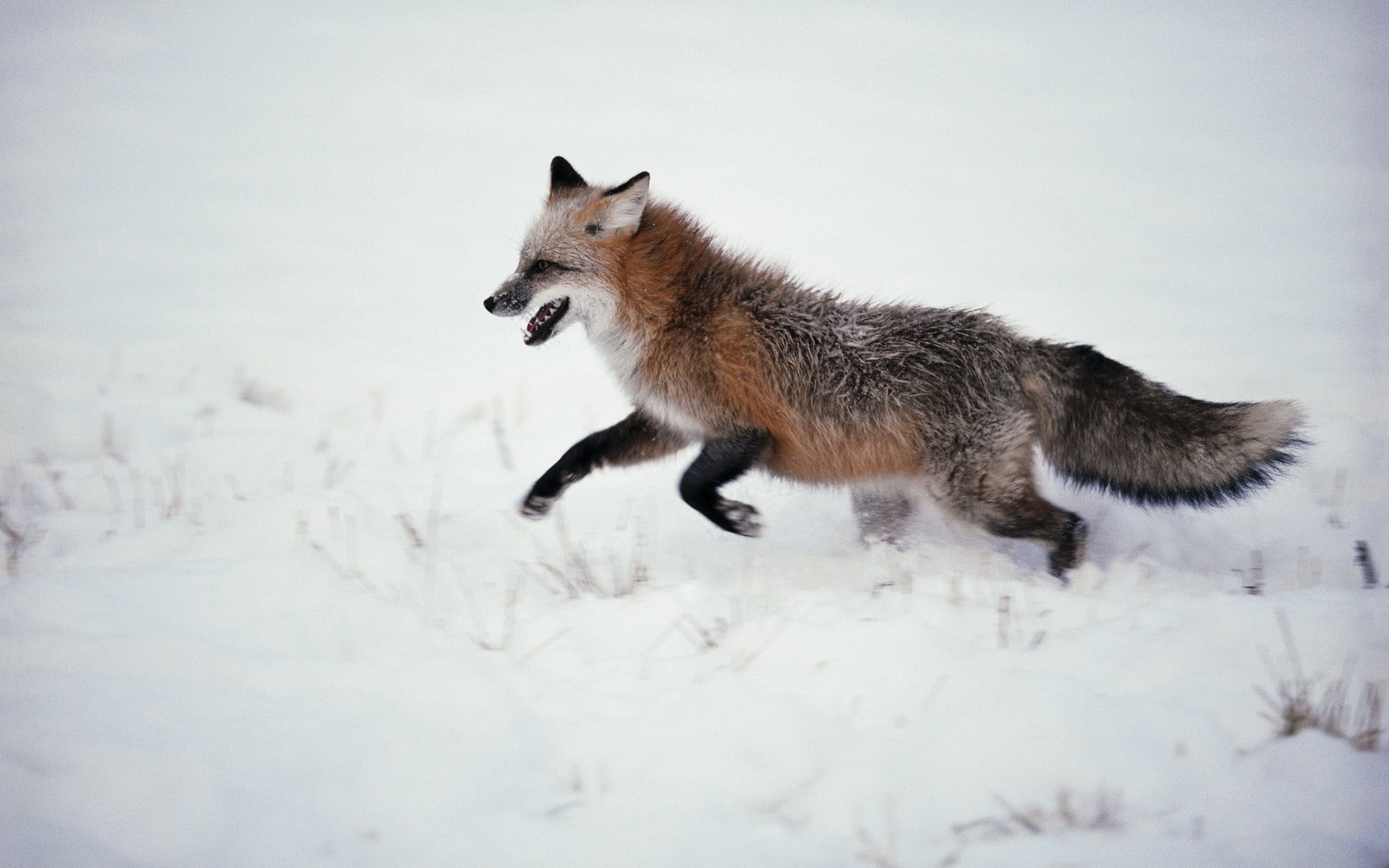 1920x1200 brown and black snow fox hunting HD wallpaper