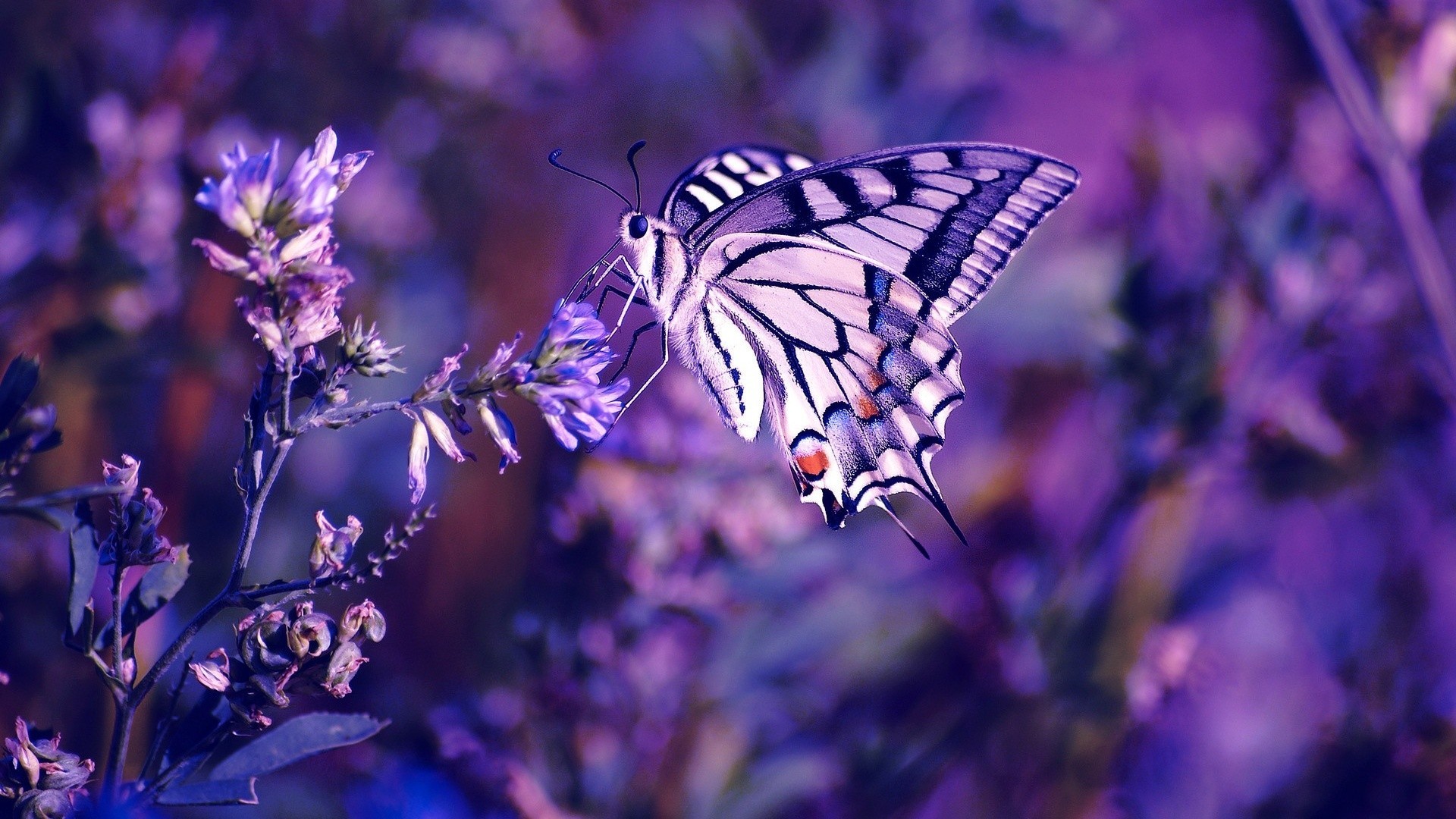 1920x1080  Pretty Butterfly Backgrounds - Wallpaper Cave | Epic Car  Wallpapers | Pinterest | Wallpaper, Butterfly wallpaper and 3d wallpaper
