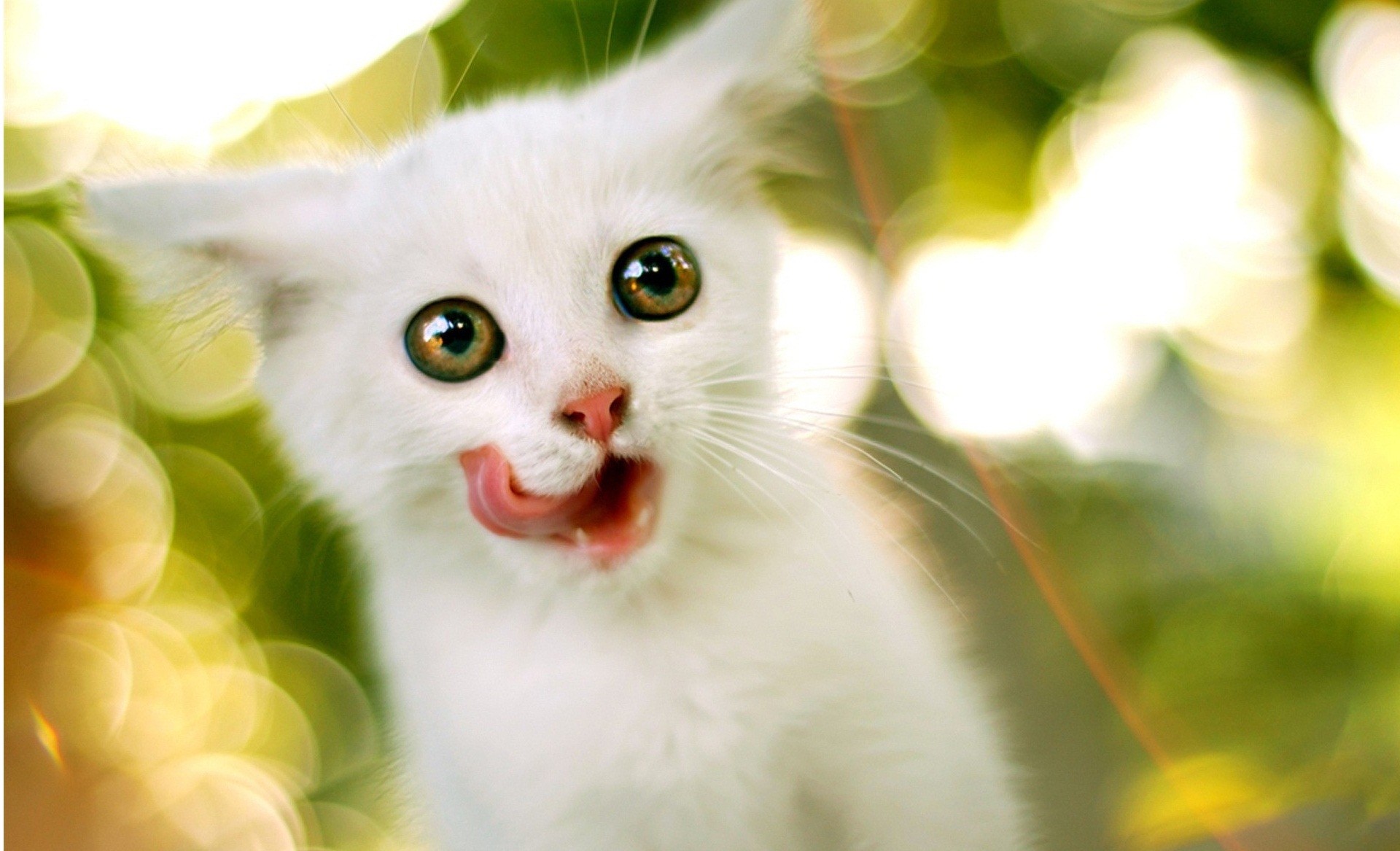 1920x1167 ... 30 Cute and Lovely Cat Wallpapers for Desktop ...