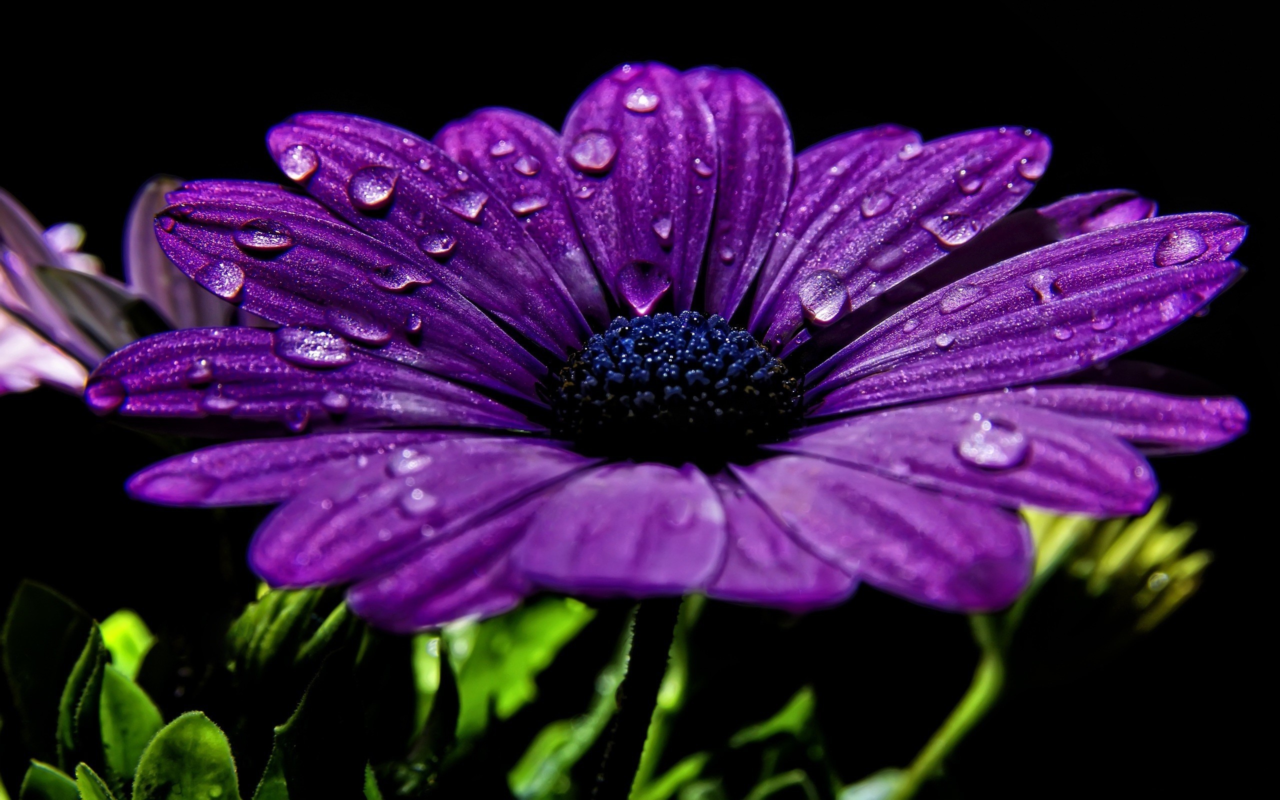 2560x1600 Flowers water drops black background purple wallpaper