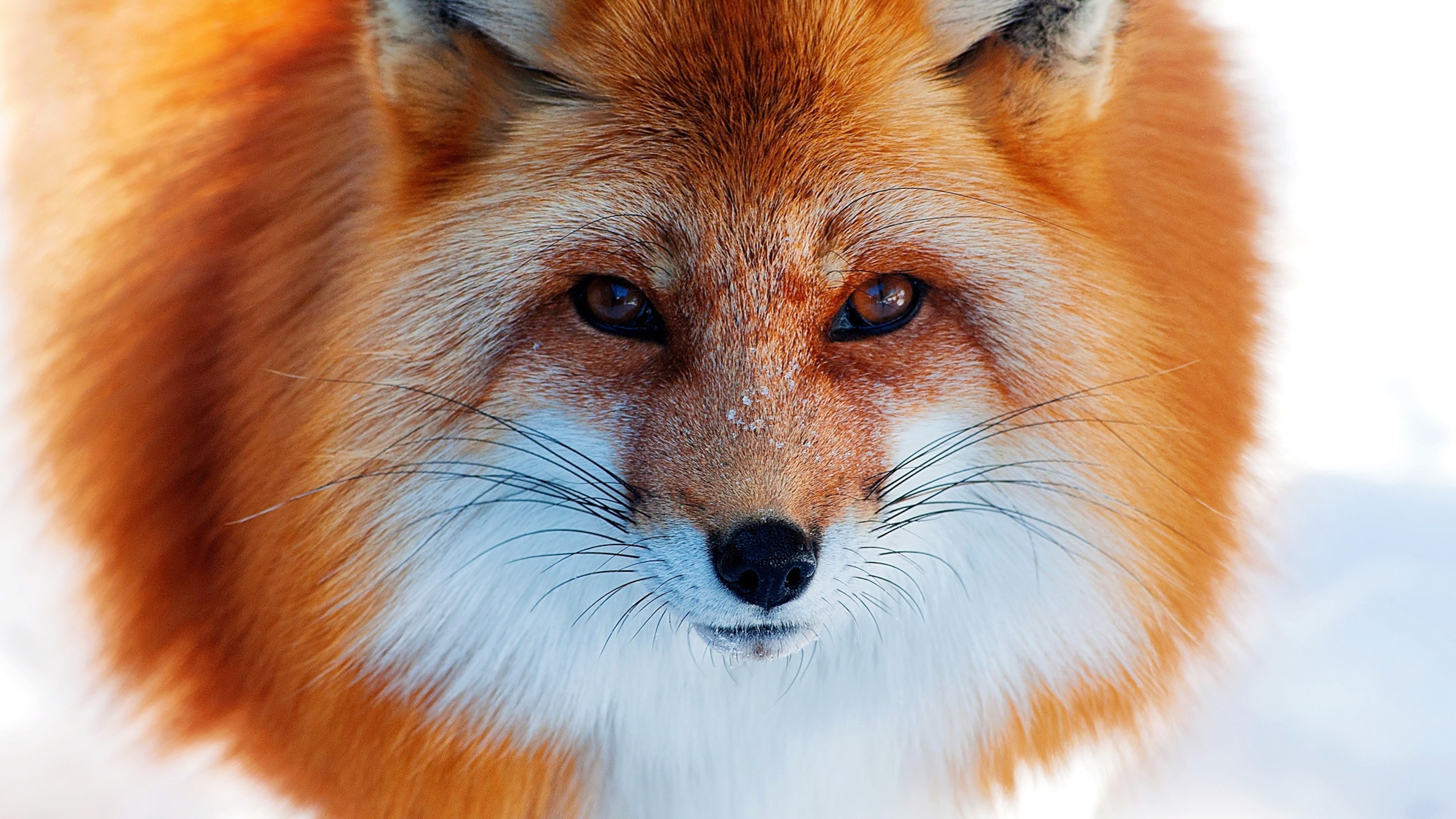 3840x2160 Preview wallpaper snow, winter, fox, red, nose 