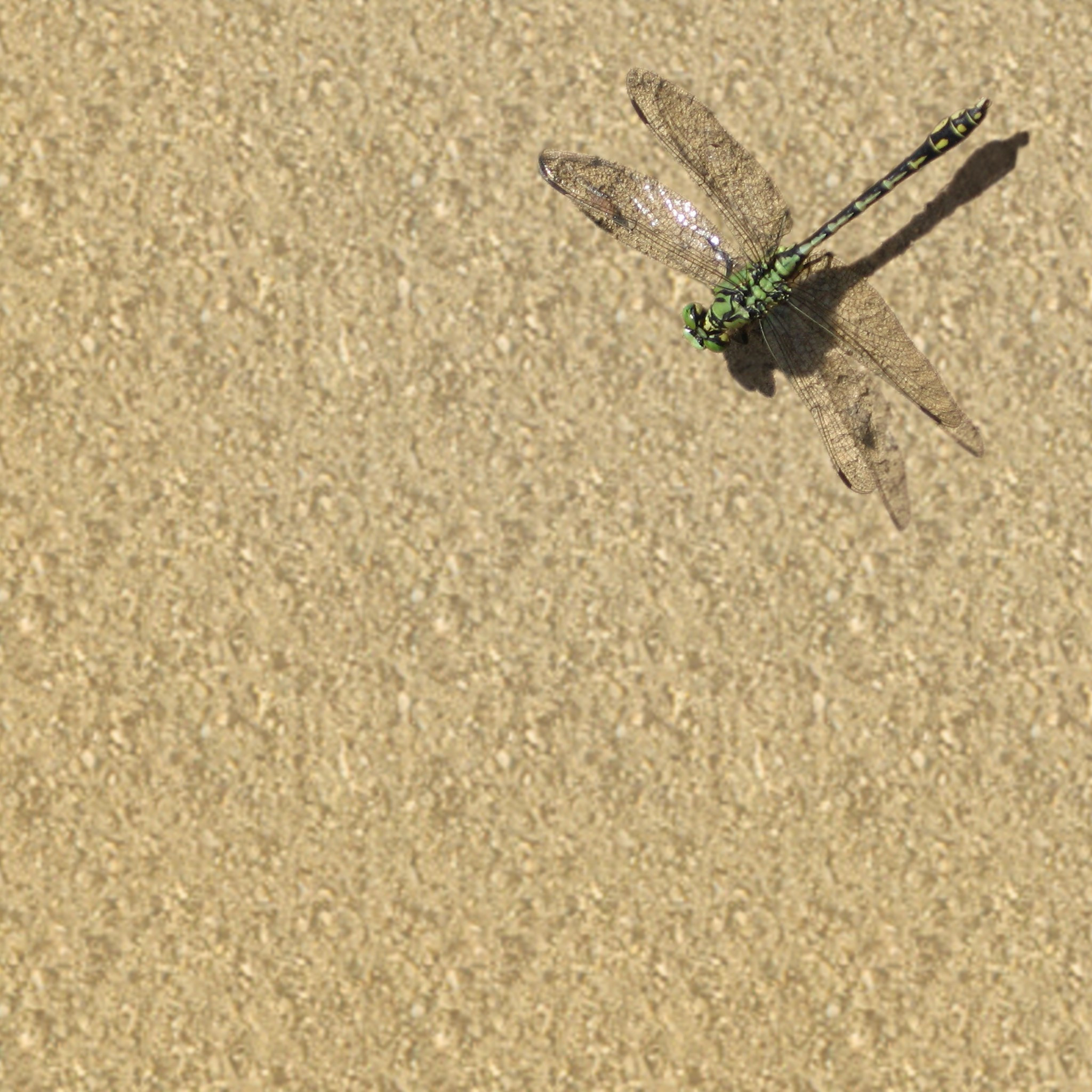 2048x2048 789 0: Dragonfly Insects Nature iPad wallpaper