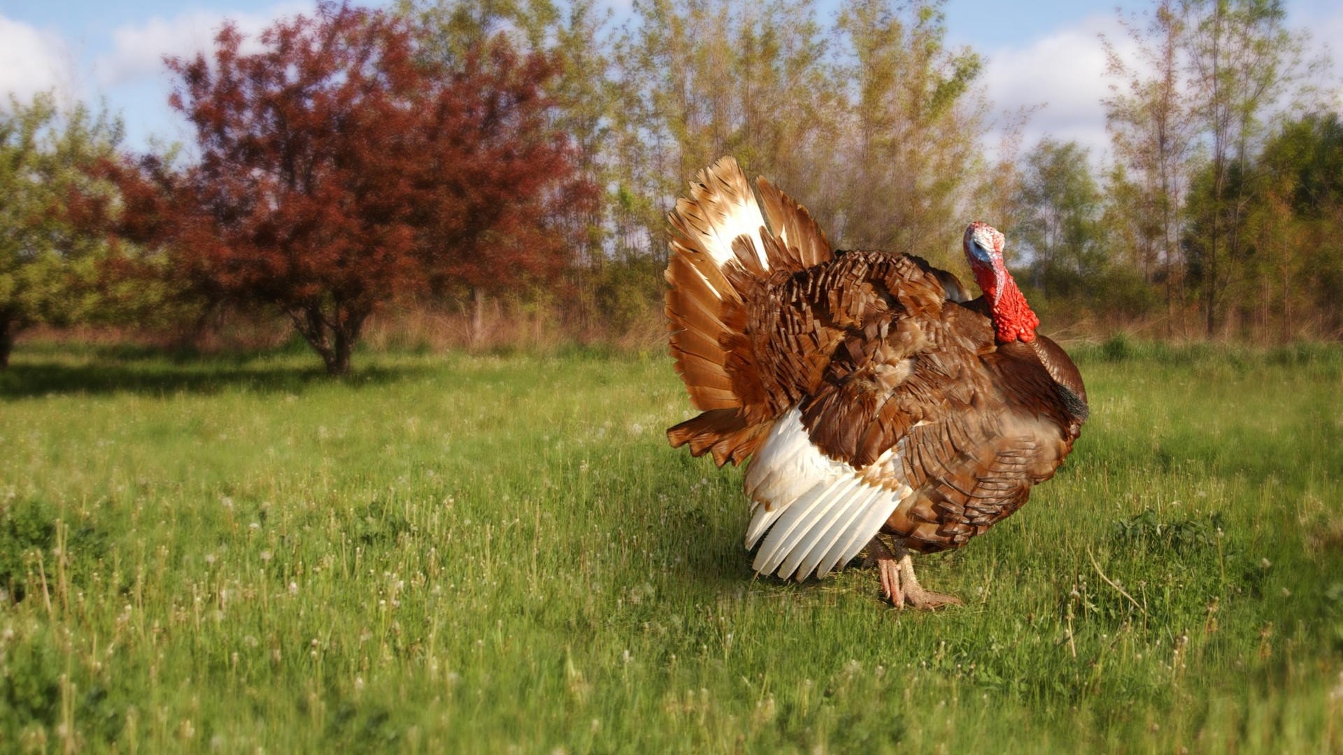 1920x1080 Turkey Bird Â· turkey 344404